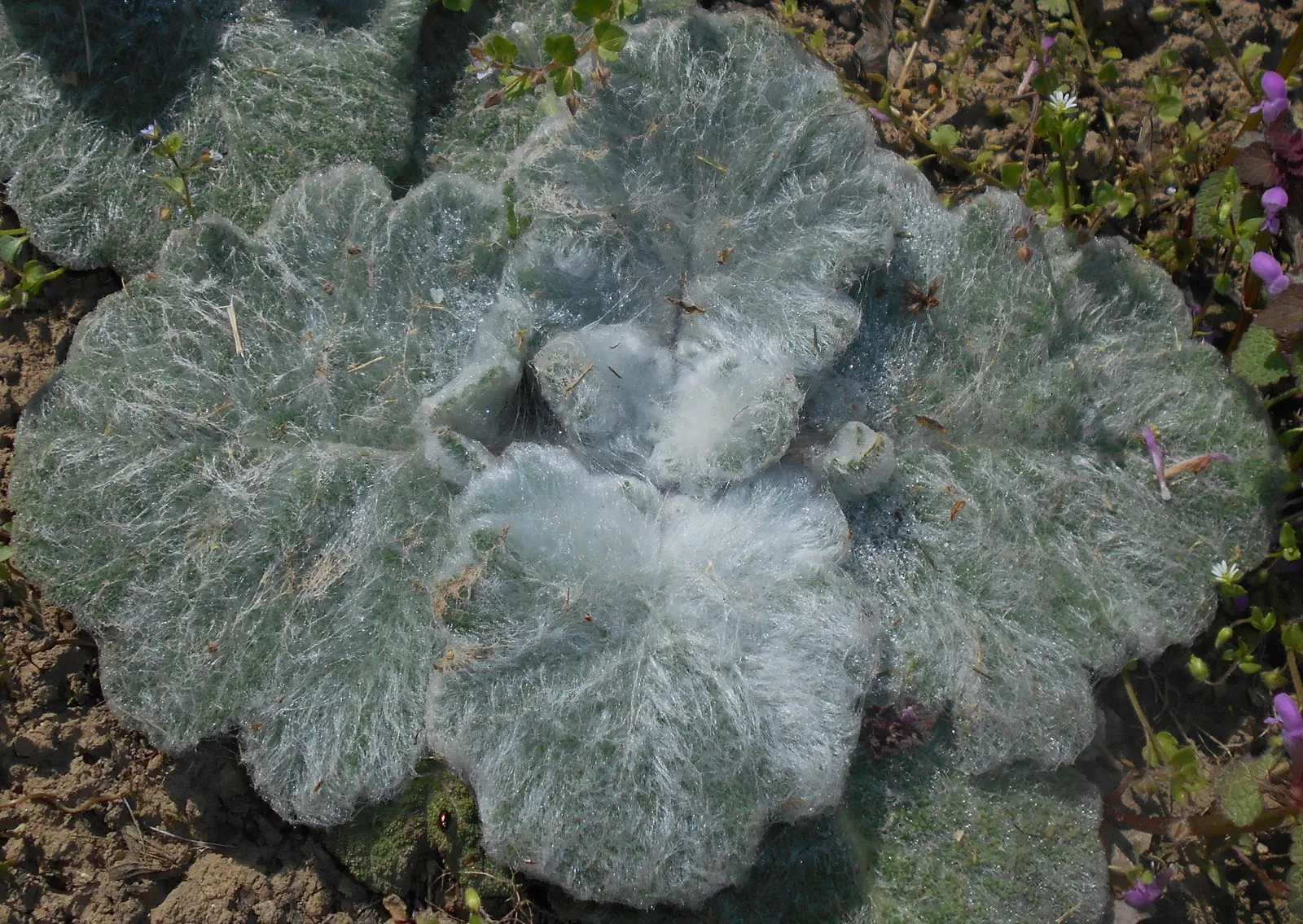 Silver Sage (Salvia Argentea) — Thriving in zones 5-8, it prefers full sun and well-draining soil, image 32