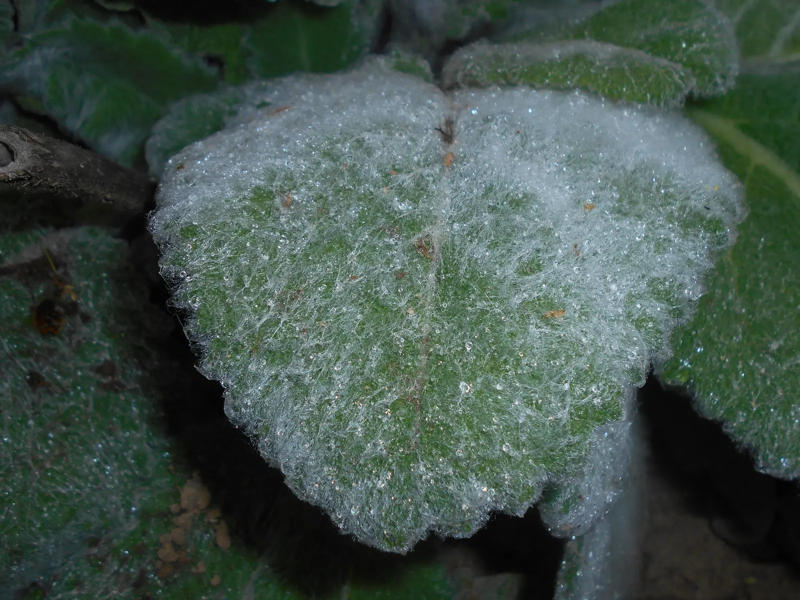 Silver Sage (Salvia Argentea) — yellow flowers in the garden