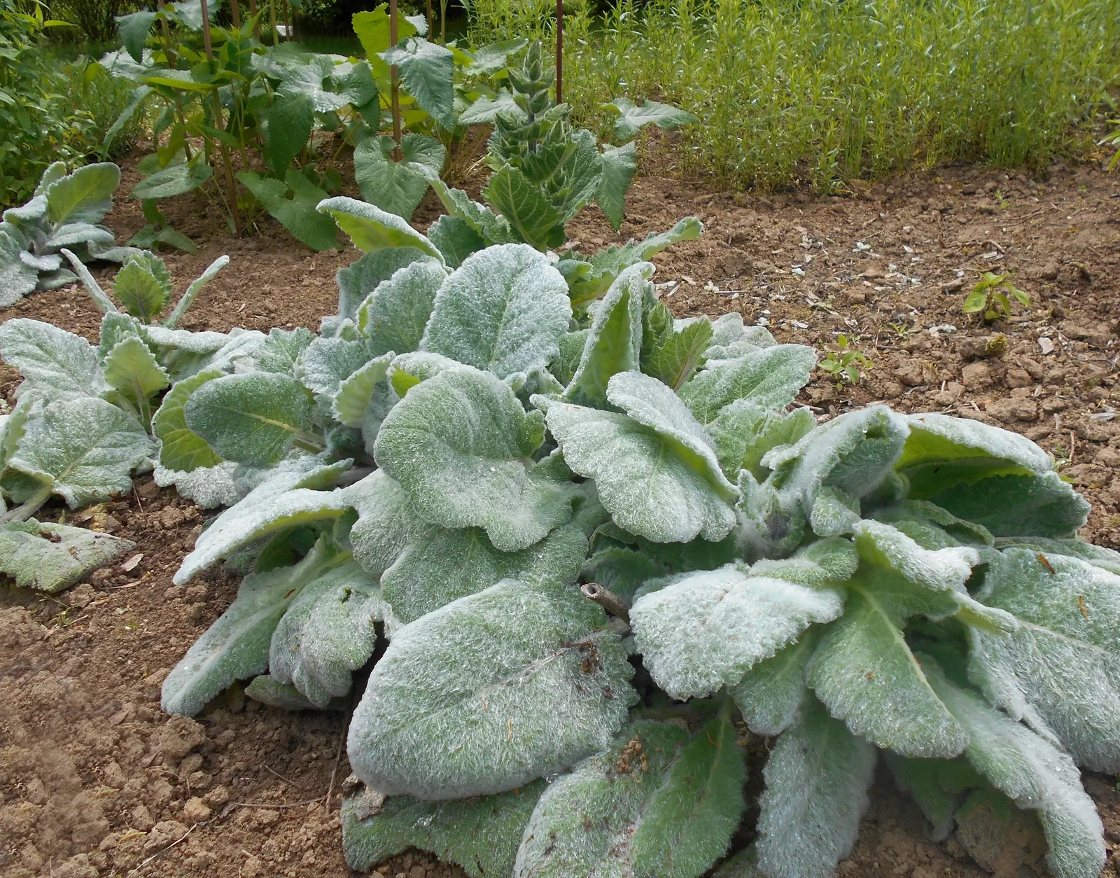 Silver Sage (Salvia Argentea) — is a striking perennial herbaceous plant; it is drought-tolerant once established