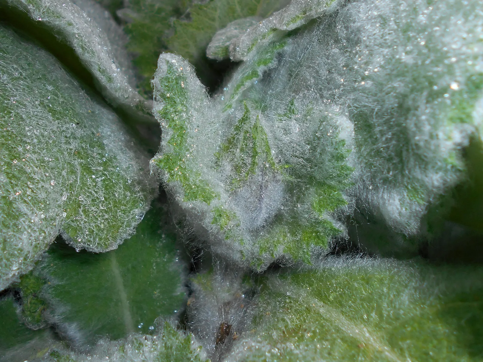 Silver Sage (Salvia Argentea) — biennial / perennial for full