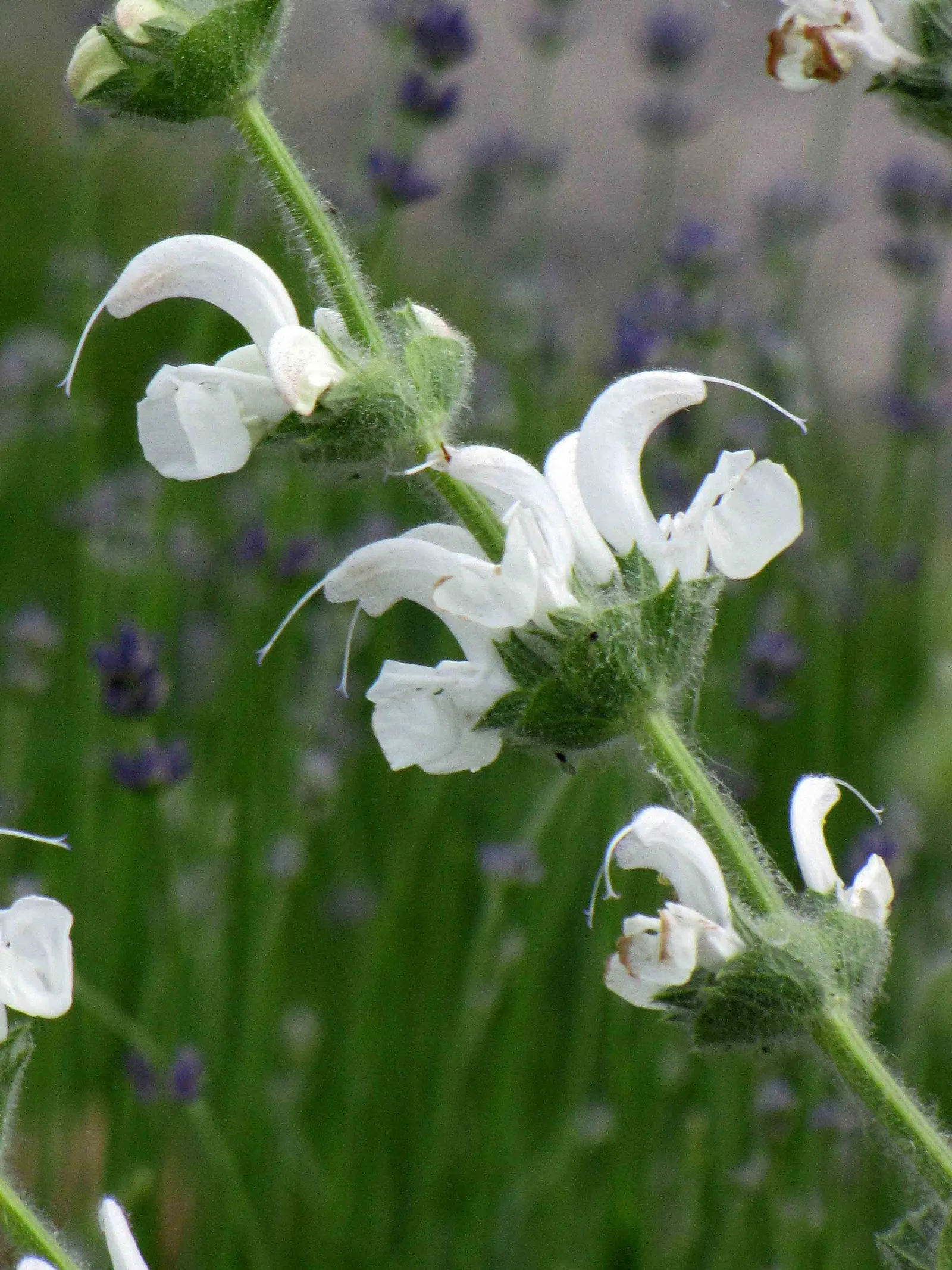 Silver Sage (Salvia Argentea) — ensuring survival in a range of temperate climates.<br><br>For the landscape designer