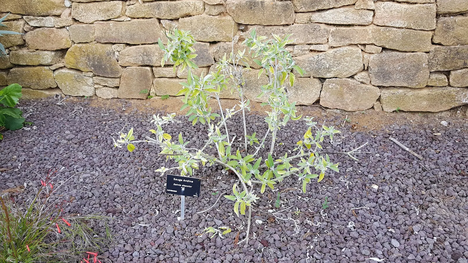 Silver Sage (Salvia Argentea) — with rosettes that can grow up to 10 inches long and 4 inches wide; biennial / perennial for full