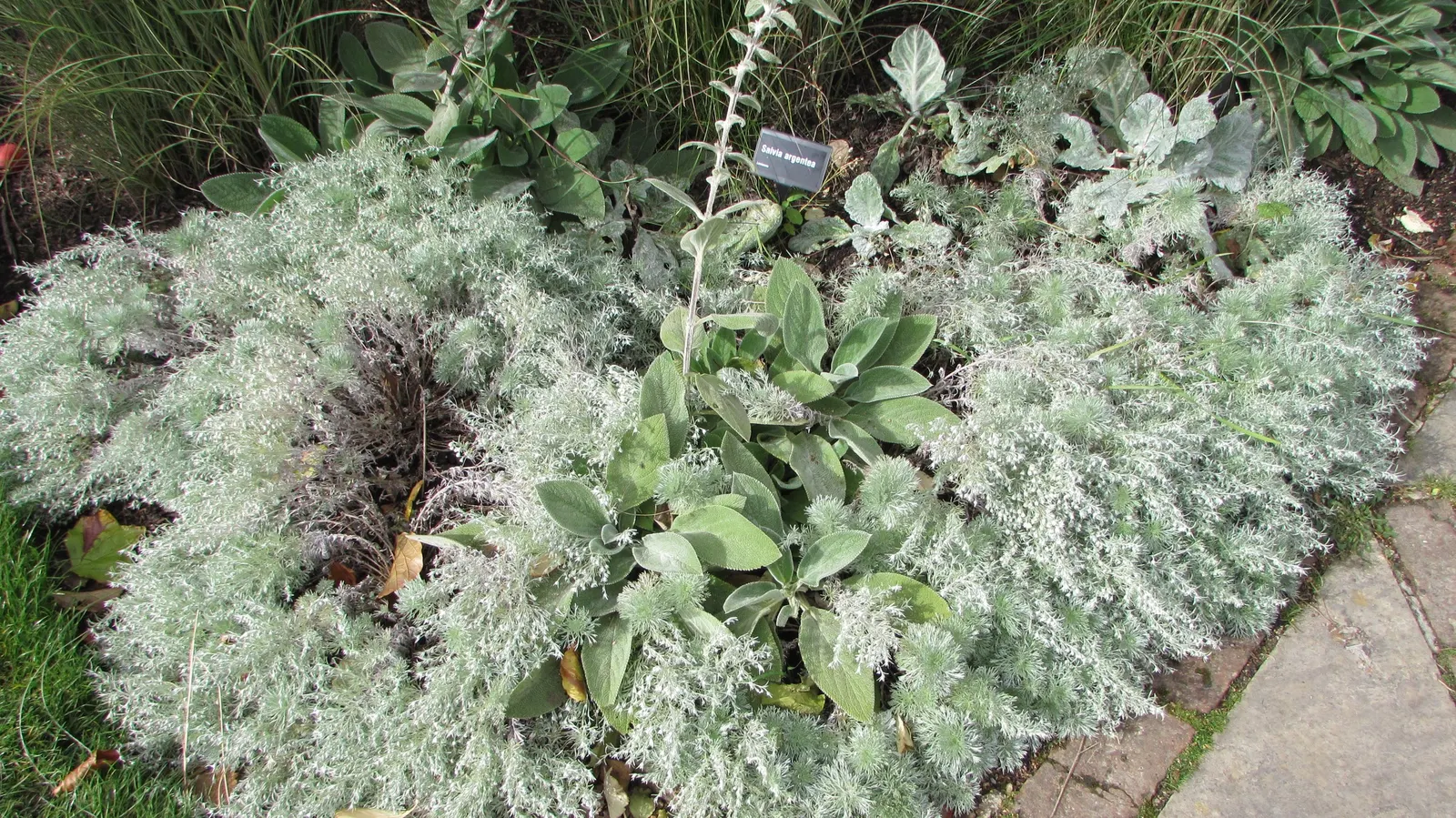 Silver Sage (Salvia Argentea) — renowned for its compelling foliage and dramatic presence in the landscape; biennial / perennial with yellow blooms