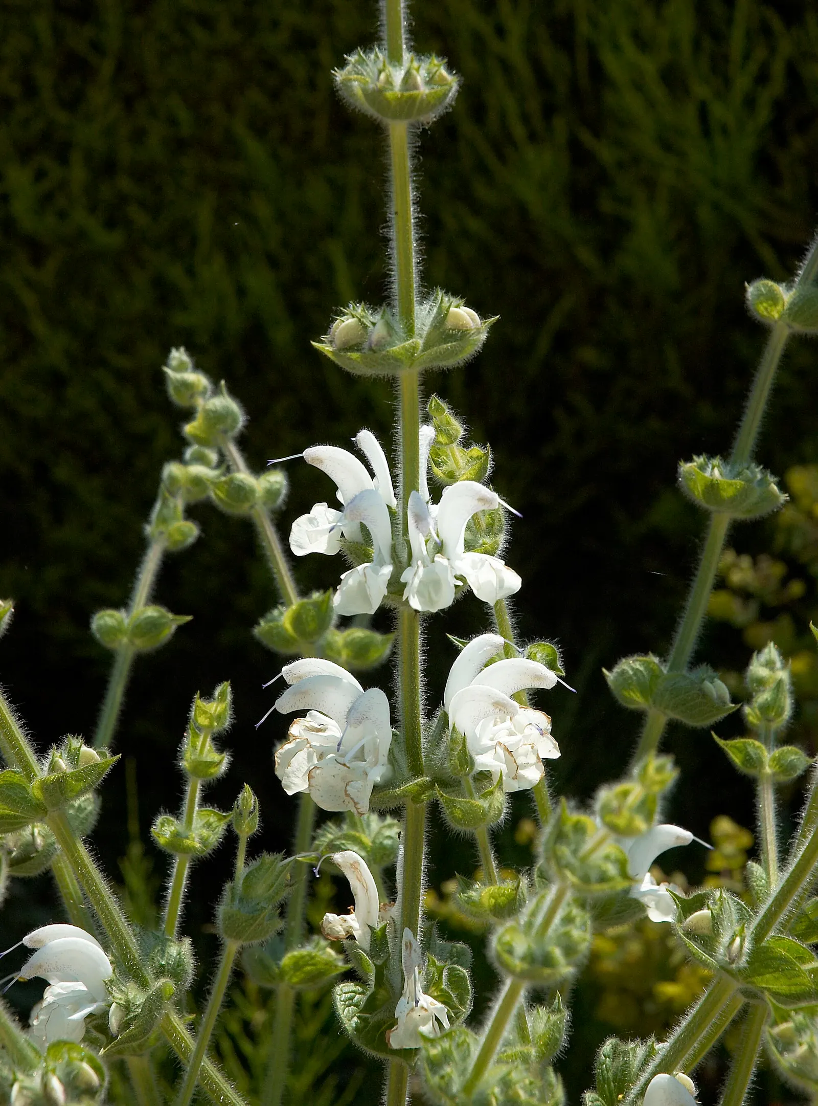 Silver Sage (Salvia Argentea) — It is drought-tolerant once established; ensuring survival in a range of temperate climates.<br><br>For the landscape designer