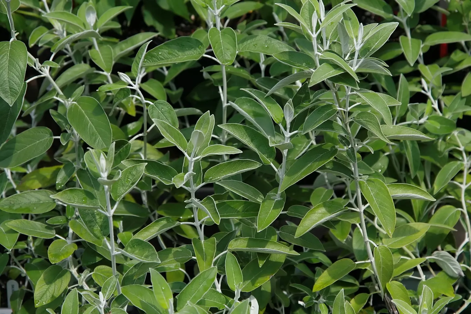 Silver Sage (Salvia Argentea) — These ovate to heart-shaped leaves are covered in fine hairs; is a striking perennial herbaceous plant