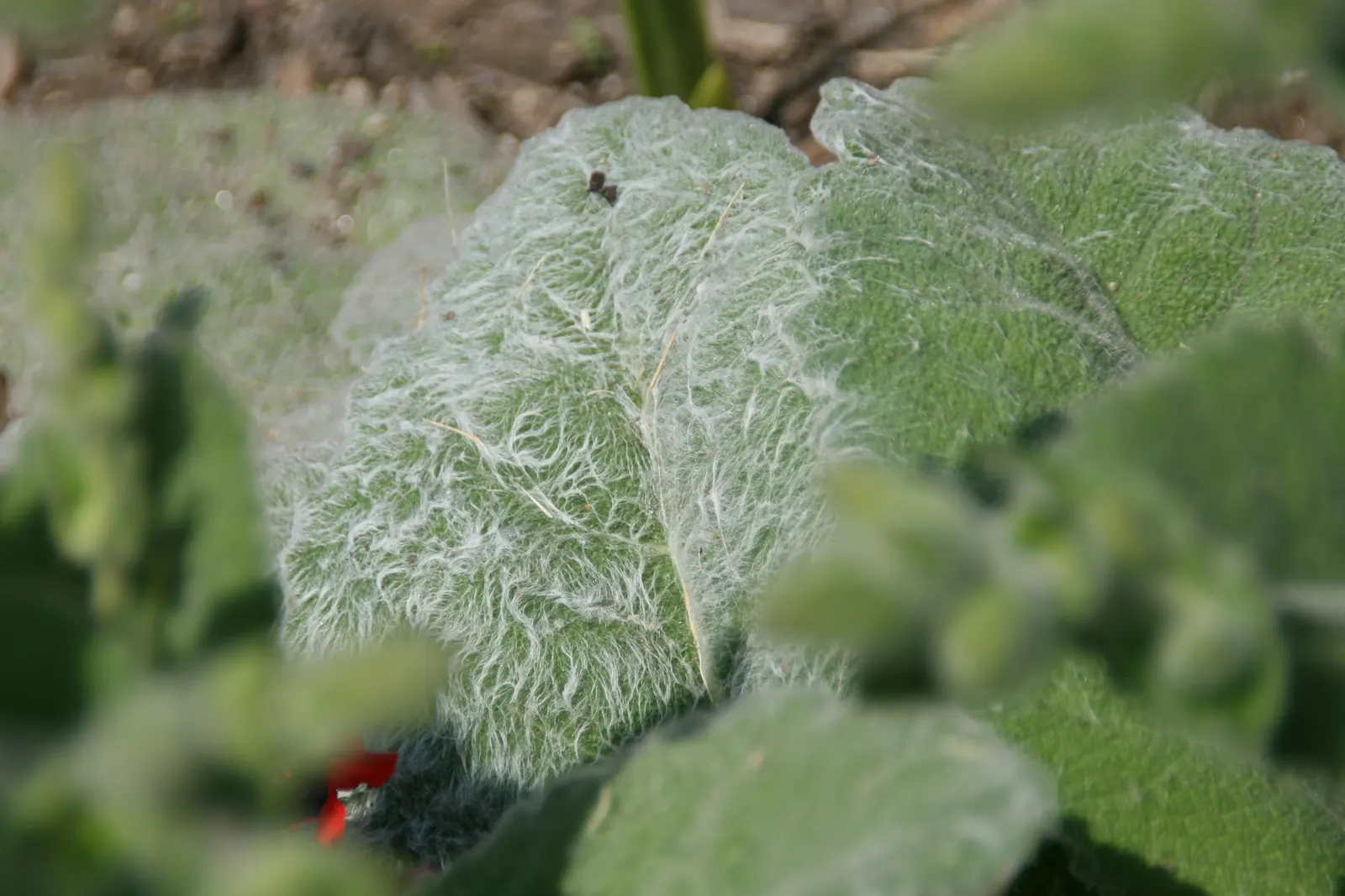Silver Sage (Salvia Argentea) — This biennial herbaceous plant reaches up to 24 inches in height and spreads around 18 inches wide