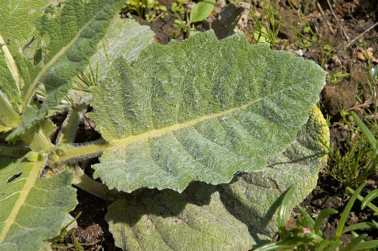 Silver Sage (Salvia Argentea) — contributing to their silver sheen and pleasant tactile quality.<br><br>In early to mid-summer, image 41