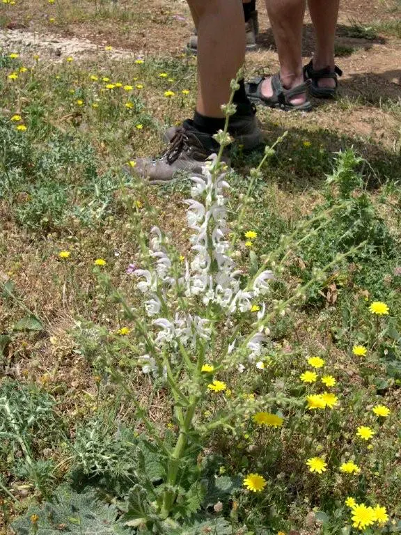 Silver Sage (Salvia Argentea) — Hardiness zones for Silver Sage are 5 through 8