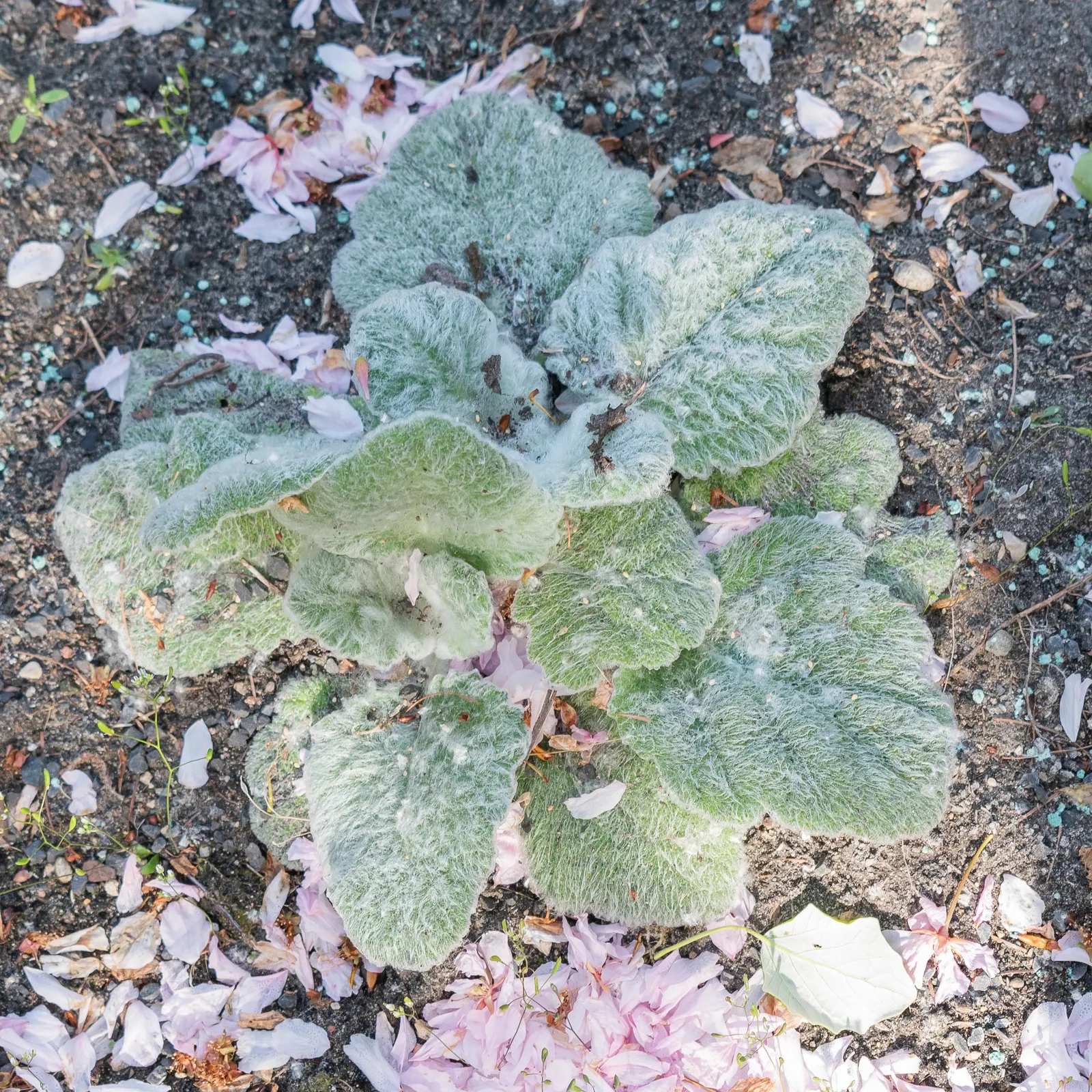 Silver Sage (Salvia Argentea) — commonly known as Silver Sage