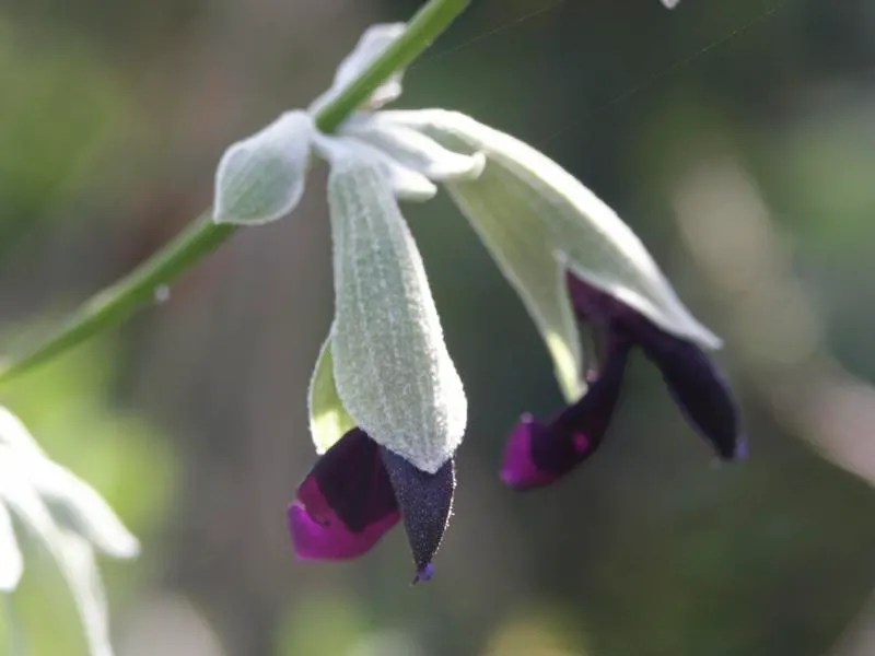 Silver Sage (Salvia Argentea) — Originating from the Mediterranean region