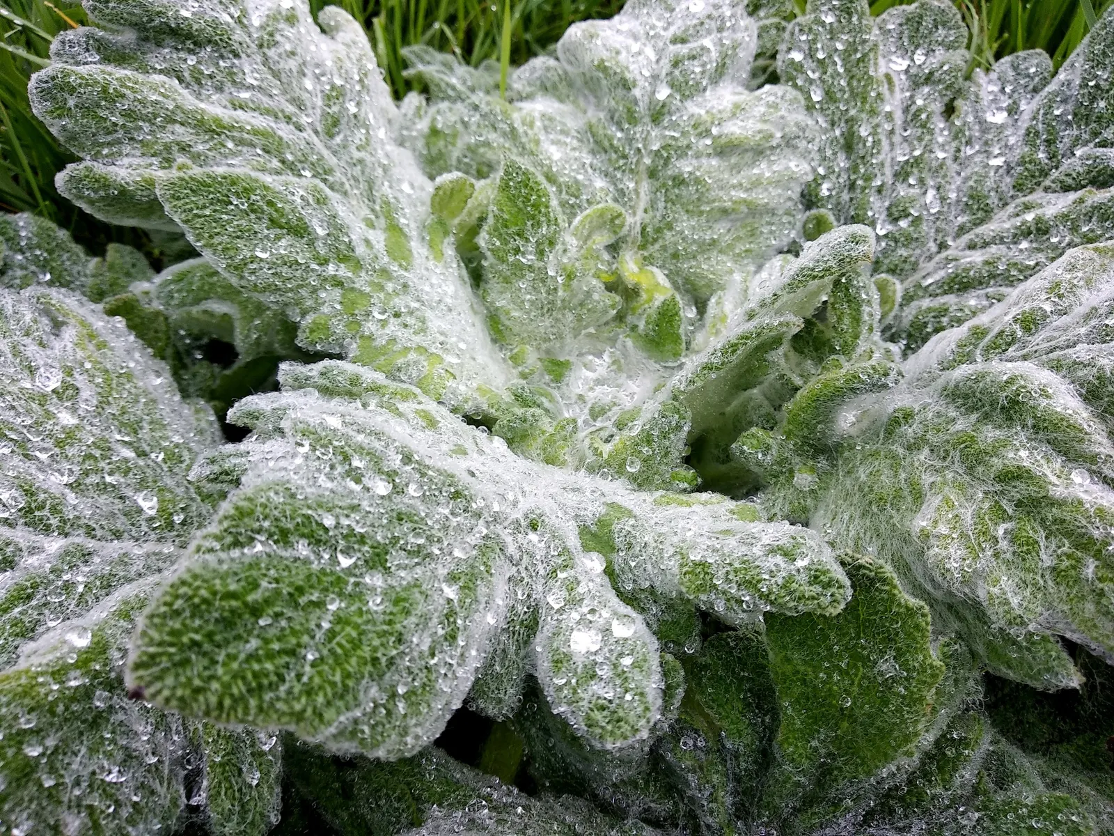 Silver Sage (Salvia Argentea) — biennial / perennial with yellow blooms