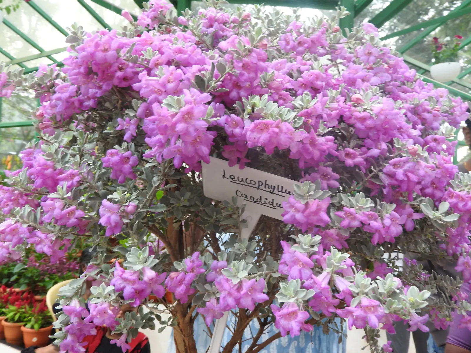Silver Sage (Salvia Argentea) — The flowers are typically white or light lavender in color