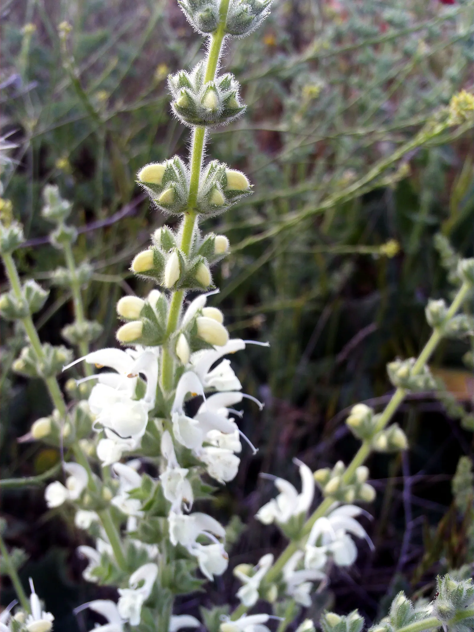 Silver Sage (Salvia Argentea) — with rosettes that can grow up to 10 inches long and 4 inches wide