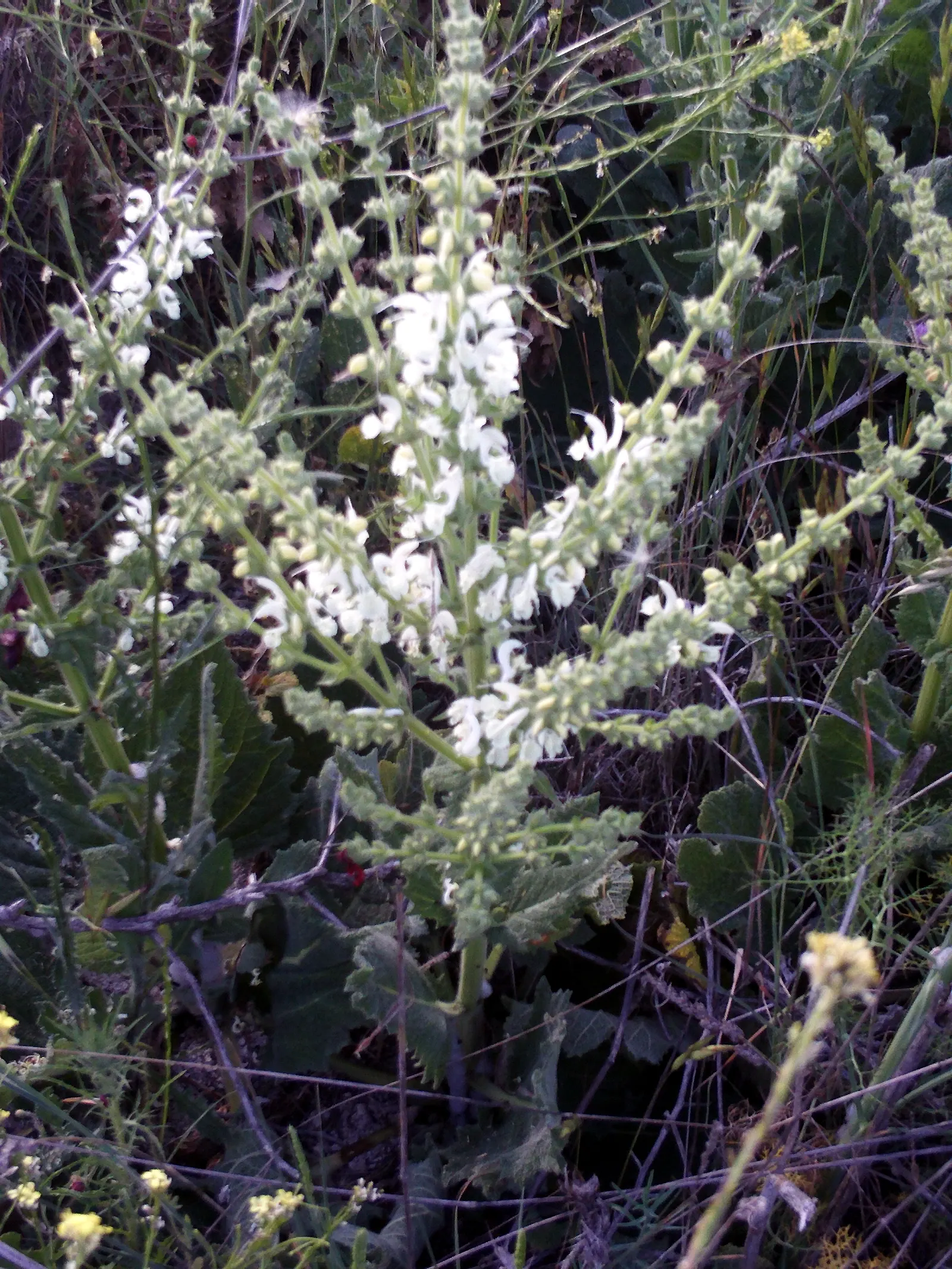 Silver Sage (Salvia Argentea) — Silver Sage blooms with subtle white flowers in early summer, bringing a touch of elegance to any landscape