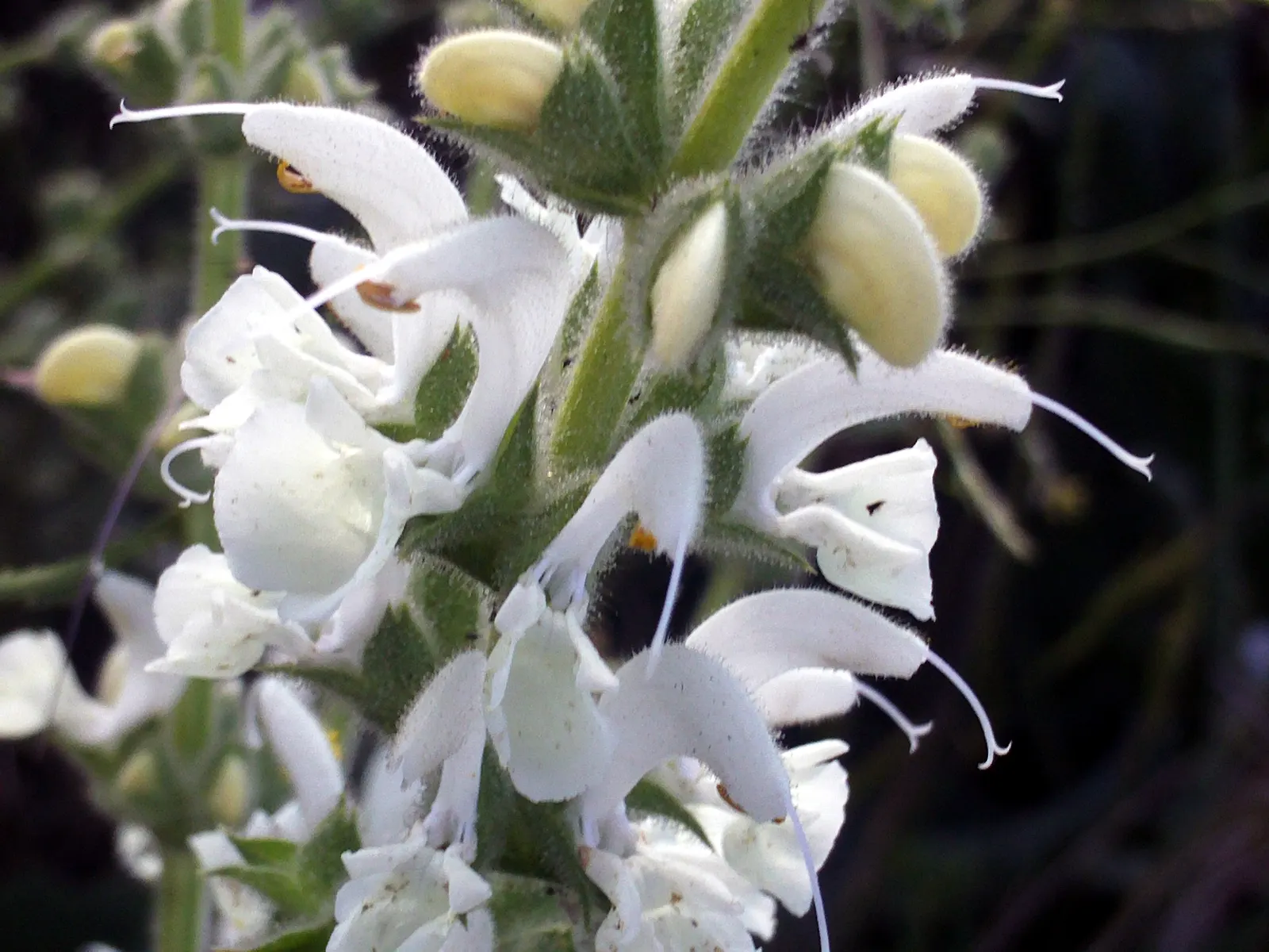 Silver Sage (Salvia Argentea) — These ovate to heart-shaped leaves are covered in fine hairs