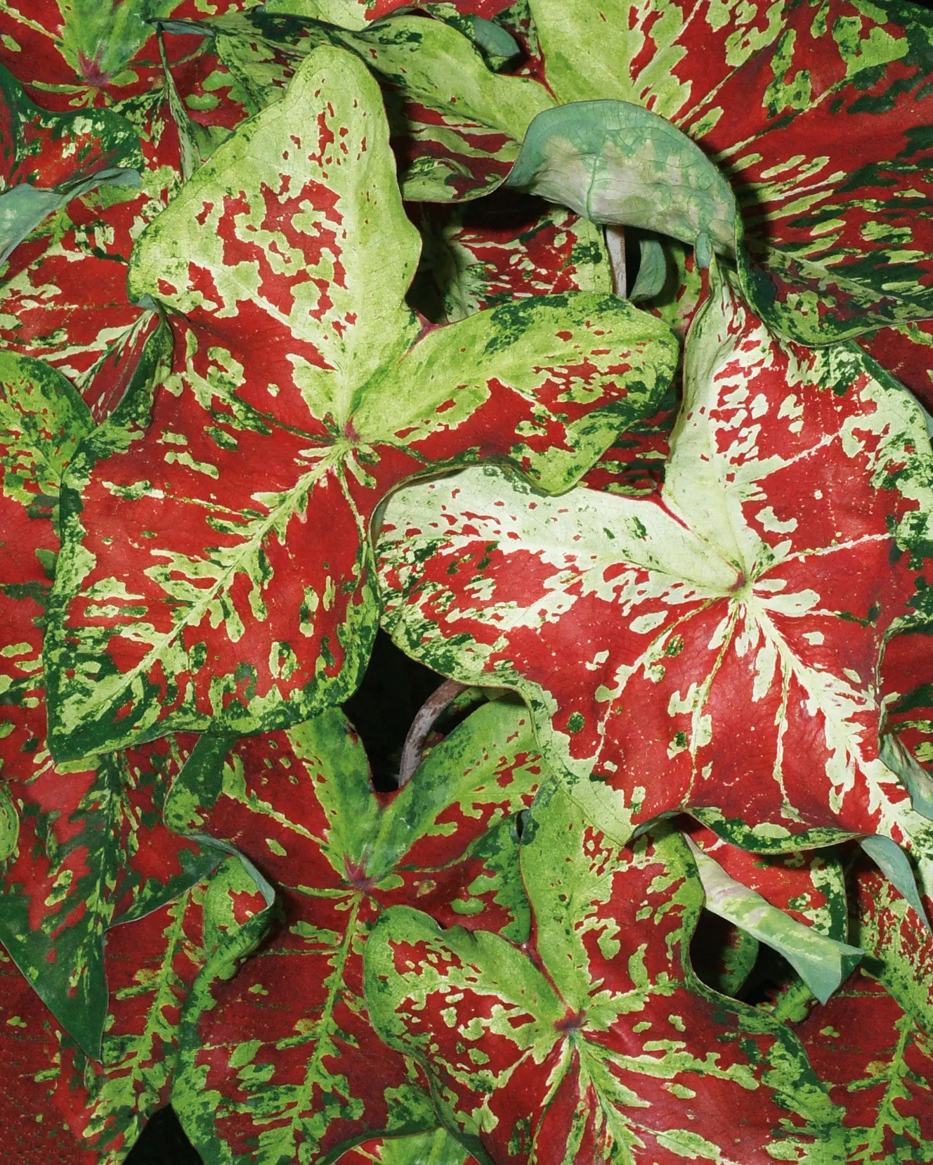 Mesmerized Sun or Shade Caladium (Caladium hortulanum) — Caladium hortulanum 'Mesmerized' is a fancy-leaved caladium with green