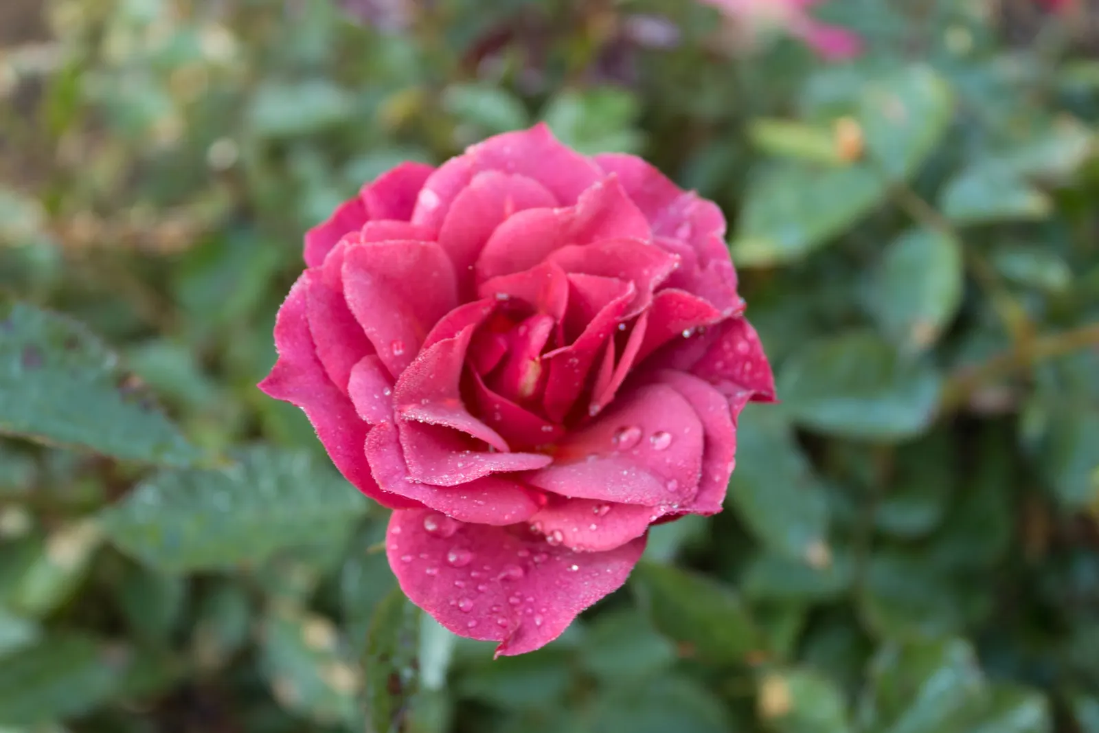 Cinco De Mayo Rose (Rosa 'Cinco De Mayo') — Hardiness zones 4-9 allow for wide-ranging cultivation