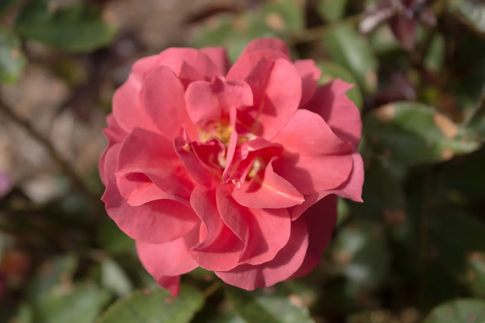 Cinco De Mayo Rose (Rosa 'Cinco De Mayo') — Noted for disease resistance and continual blooms
