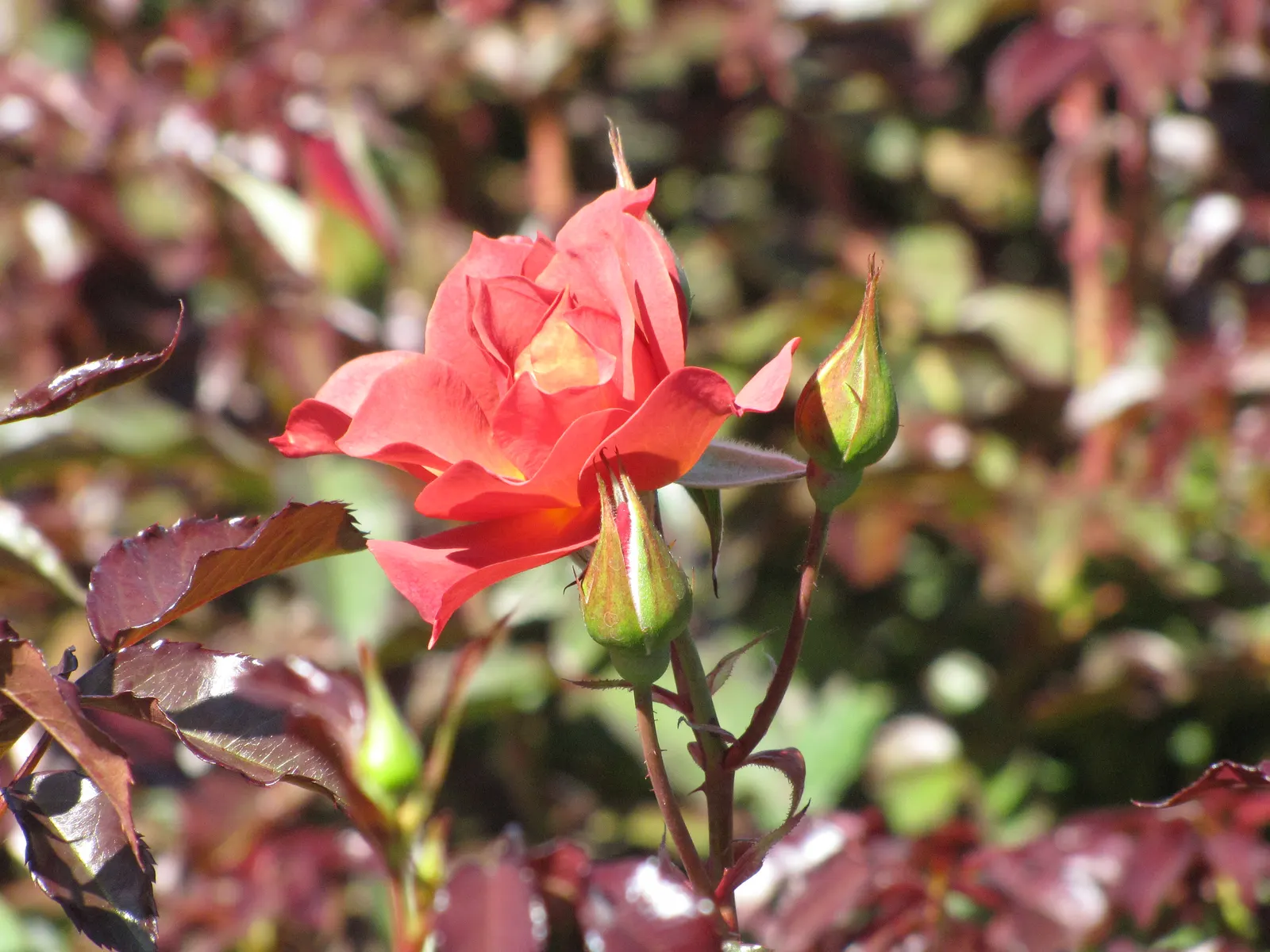 Cinco De Mayo Rose (Rosa 'Cinco De Mayo') — This robust shrub reaches 3-4 ft in height and width, basking in full sun and adaptable to various soils
