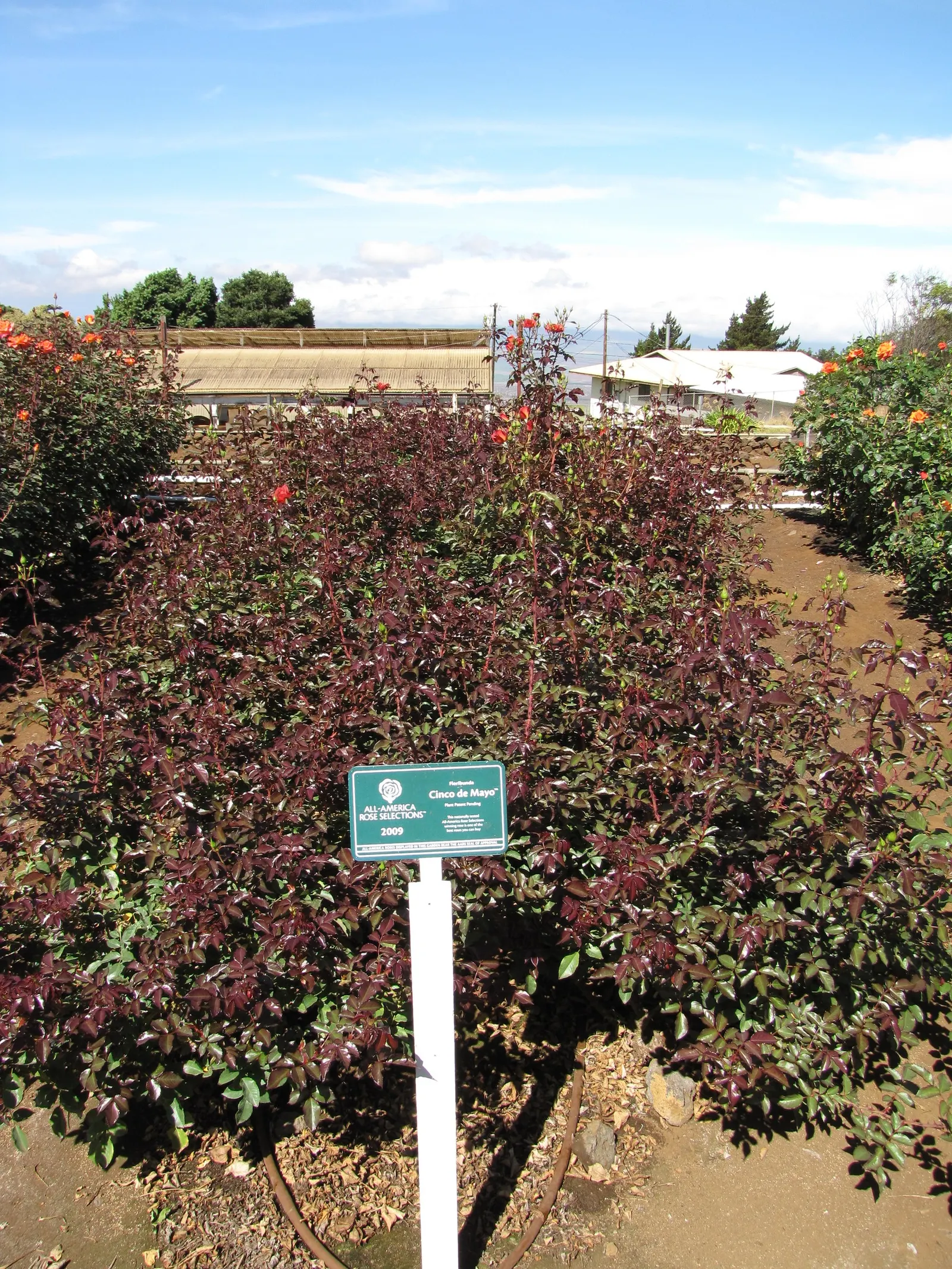 Cinco De Mayo Rose (Rosa 'Cinco De Mayo') — it's perfect for mixed borders or as an eye-catching mass planting