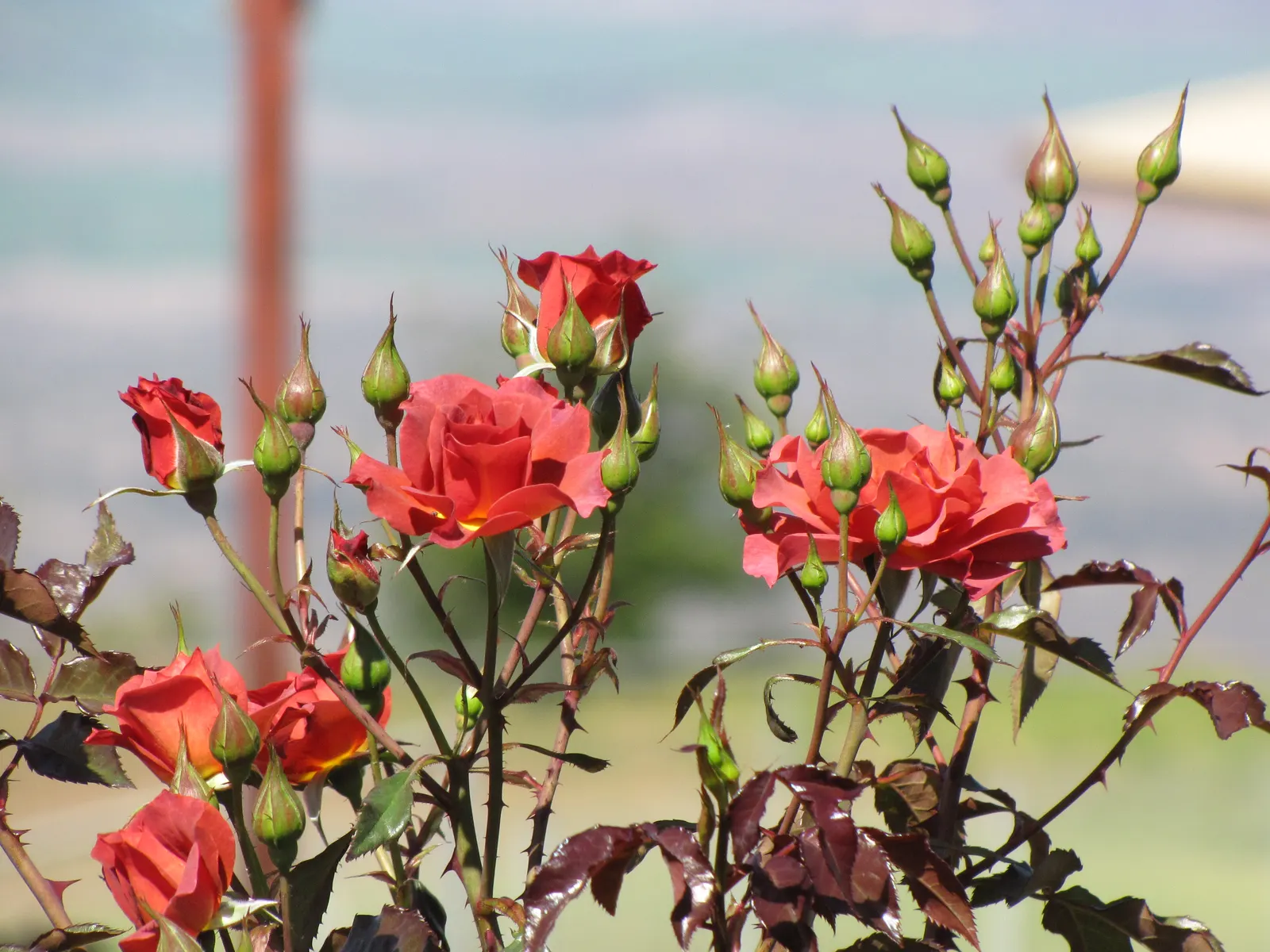 Cinco De Mayo Rose (Rosa 'Cinco De Mayo') — smokey lavender to rusty red-orange blooms exuding a mild apple fragrance