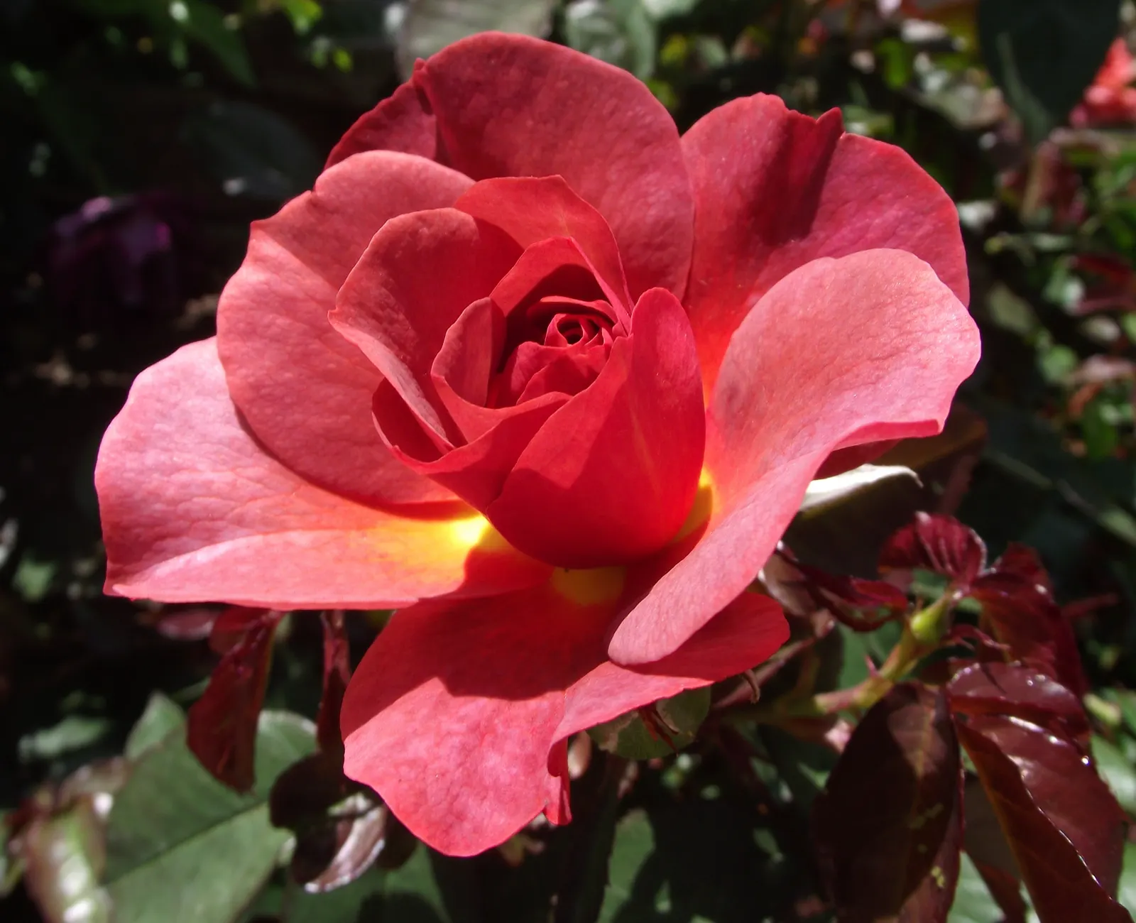 Cinco De Mayo Rose (Rosa 'Cinco De Mayo') — Rosa 'Cinco de Mayo' mesmerizes with its floribunda