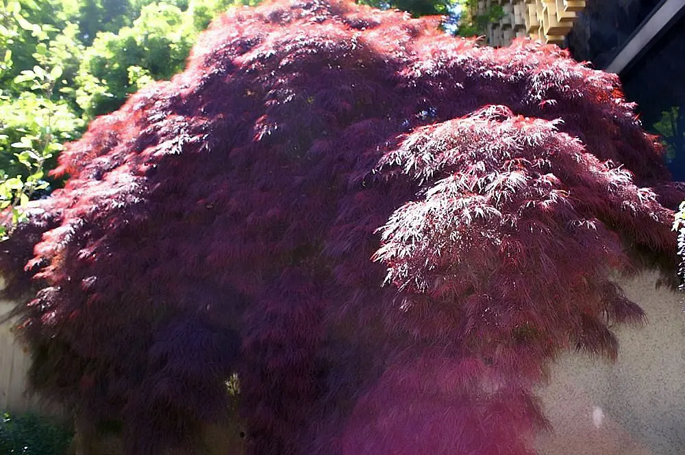 Crimson Queen Japanese Maple (Acer Palmatum 'Crimson Queen') — This dwarf variety reaches 8-10 feet in height with a 10-12 foot spread, ideal for small gardens
