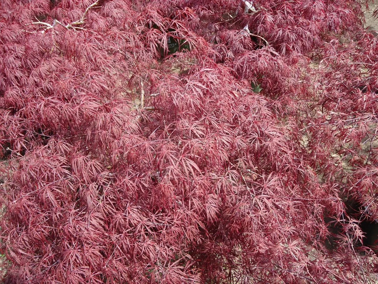 Crimson Queen Japanese Maple (Acer Palmatum 'Crimson Queen') — burgundy-red foliage that turns brilliant crimson in fall