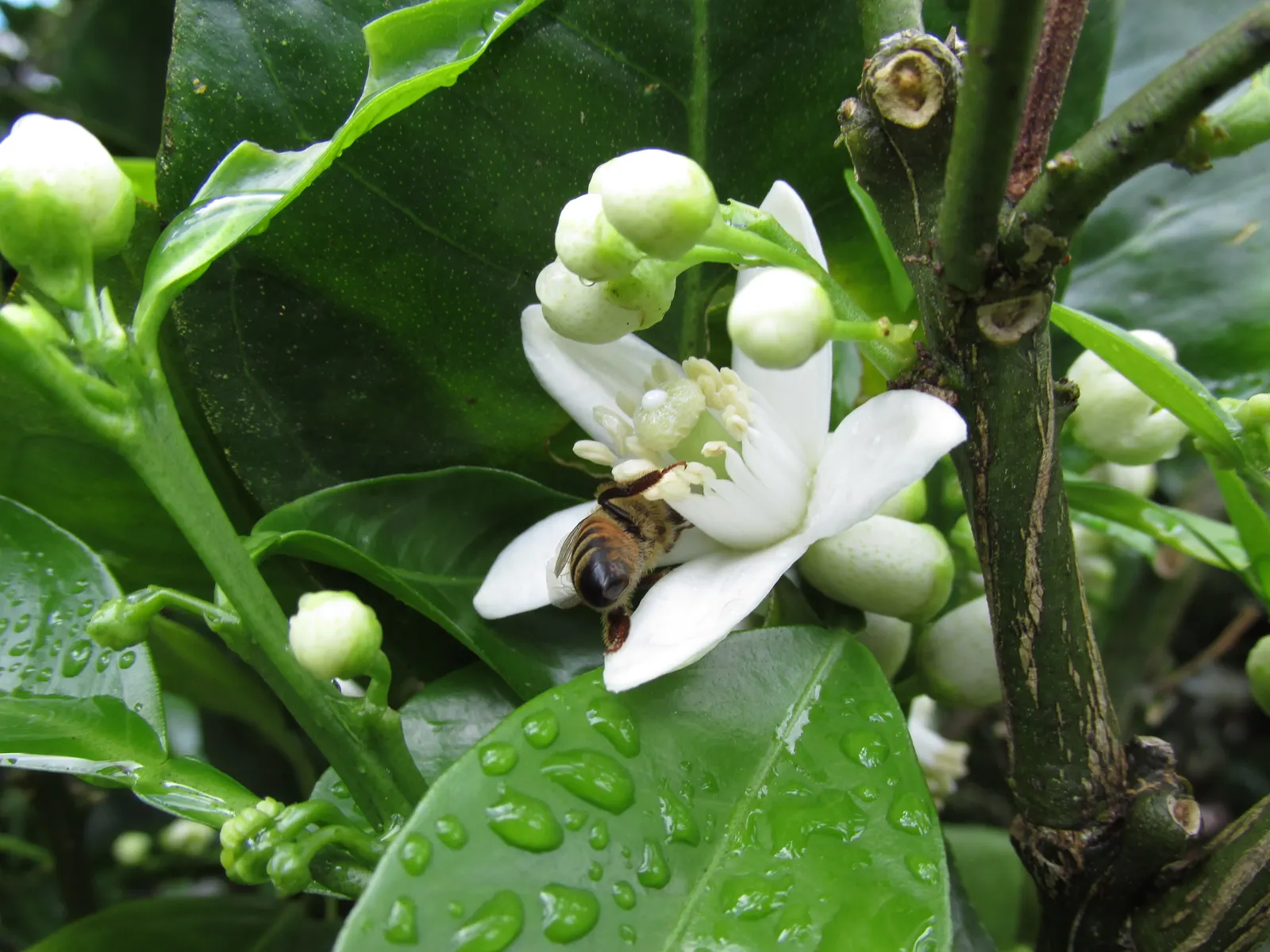Washington Navel Orange (Citrus Sinensis 'Washington Navel') — requiring full sun and well-drained soil