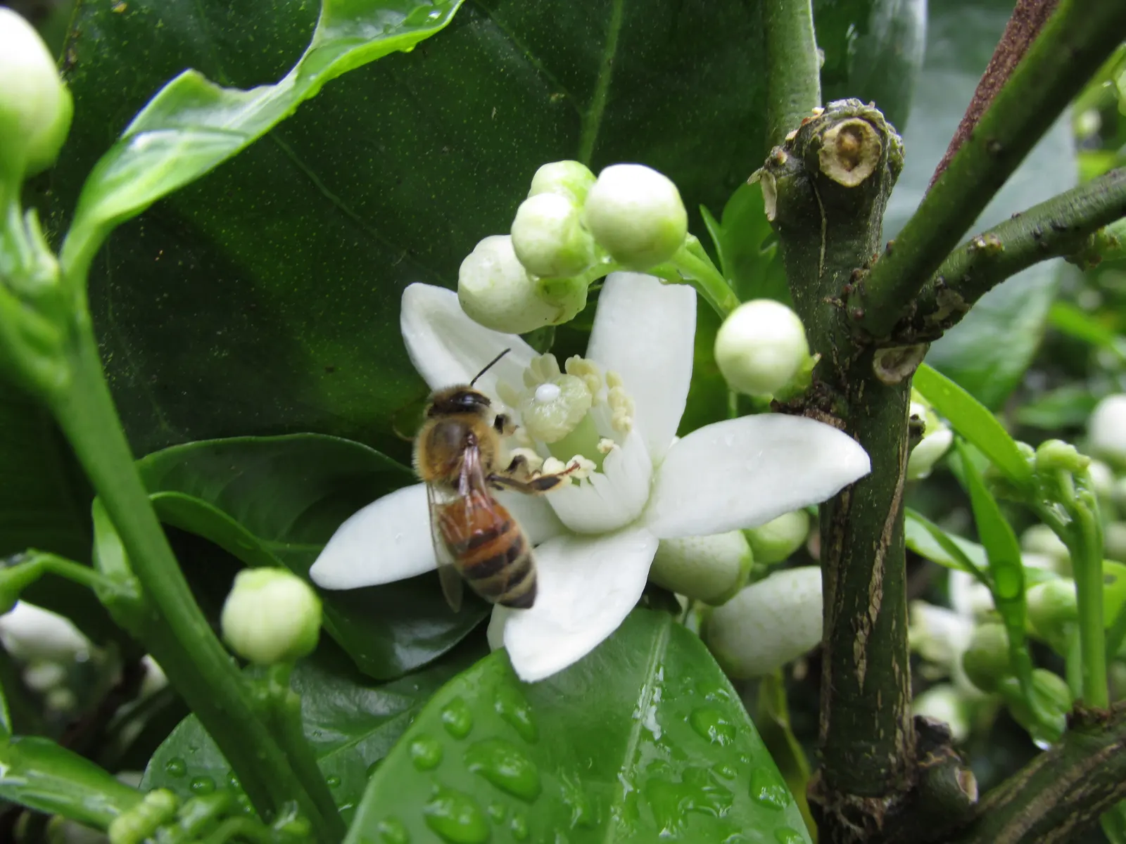 Washington Navel Orange (Citrus Sinensis 'Washington Navel') — with a spread of 10-15 feet