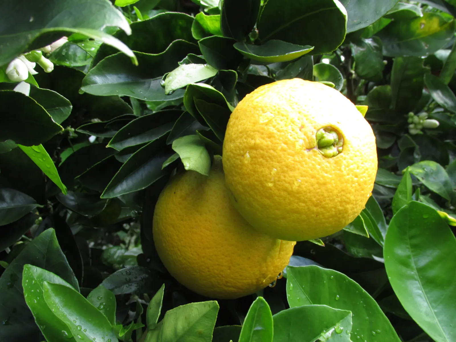 Washington Navel Orange (Citrus Sinensis 'Washington Navel') — Ideal for USDA zones 9-11, it's perfect for focal points in residential or culinary gardens