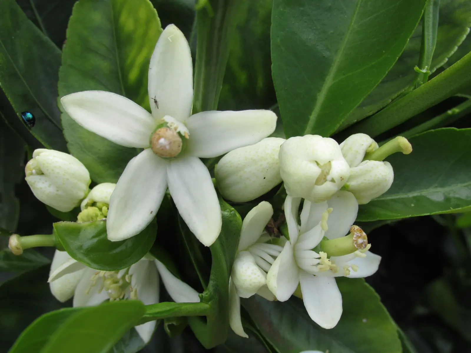 Washington Navel Orange (Citrus Sinensis 'Washington Navel') — This dwarf tree reaches up to 10-20 feet tall