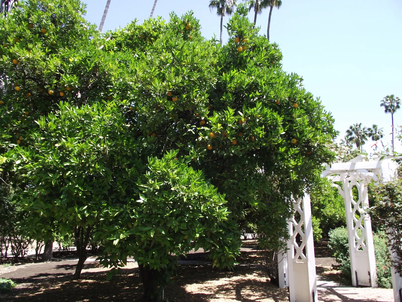 Washington Navel Orange (Citrus Sinensis 'Washington Navel') — while the winter harvest offers a delightful