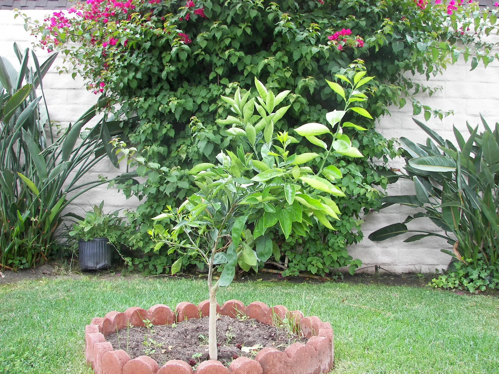 Washington Navel Orange (Citrus Sinensis 'Washington Navel') — Its glossy green leaves and fragrant spring blooms enhance landscapes