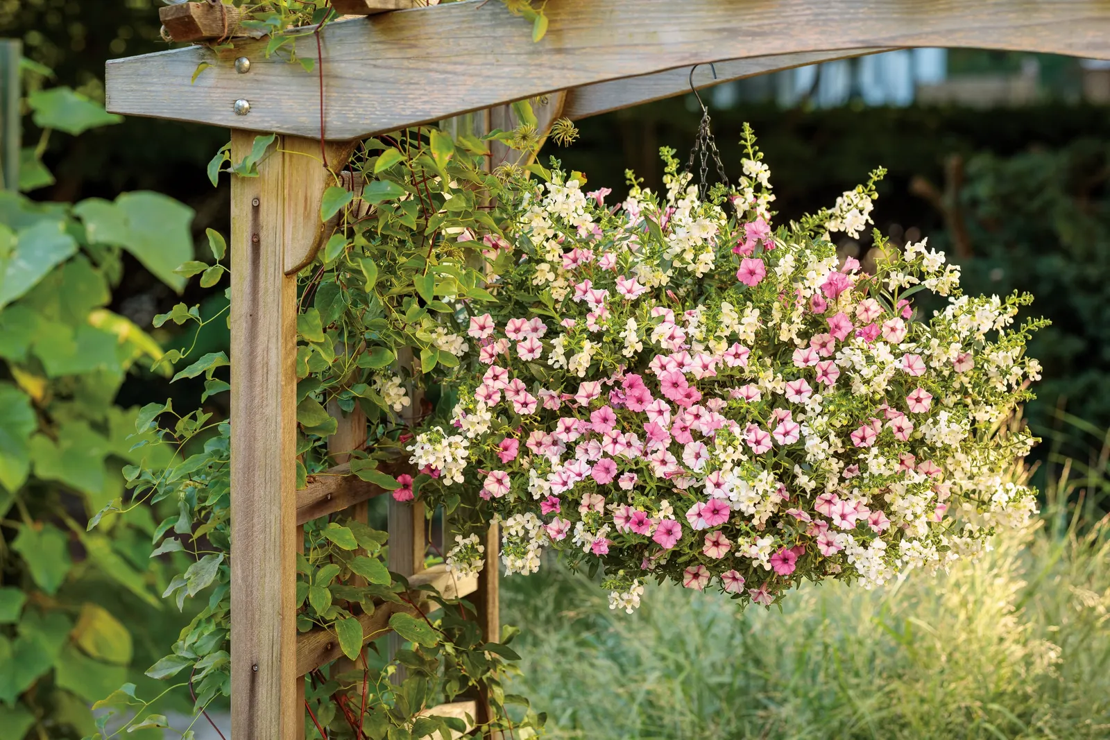 Cascade Snow Summer Snapdragon (Angelonia) — snapdragon-like blooms from planting to frost