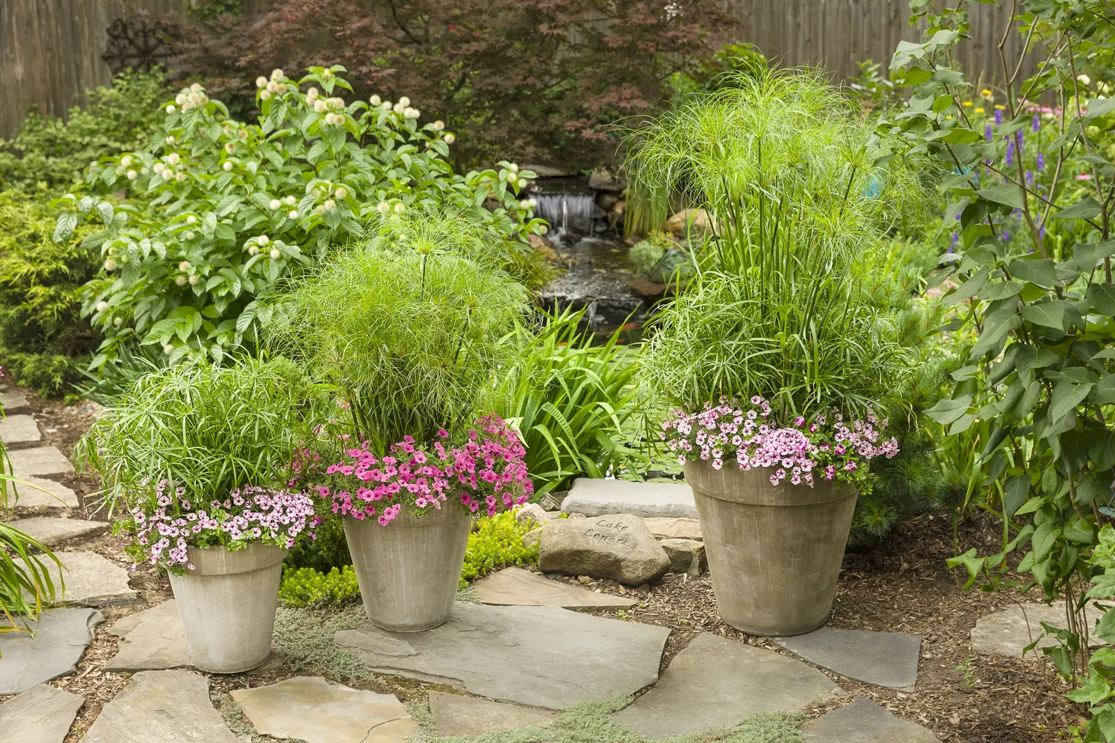 Baby Tut® Umbrella Grass (Cyperus involucratus) — This umbrella grass plant can be planted in pots, along the waters edge of a pond, or even in a, image 49