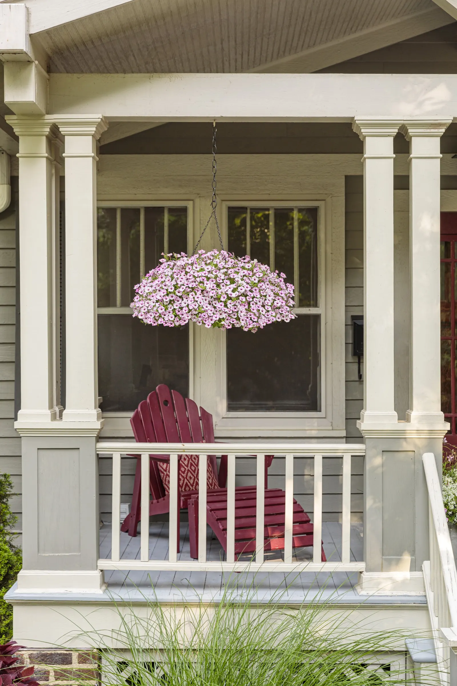 Pink Star Petunia — From planting until hard frost