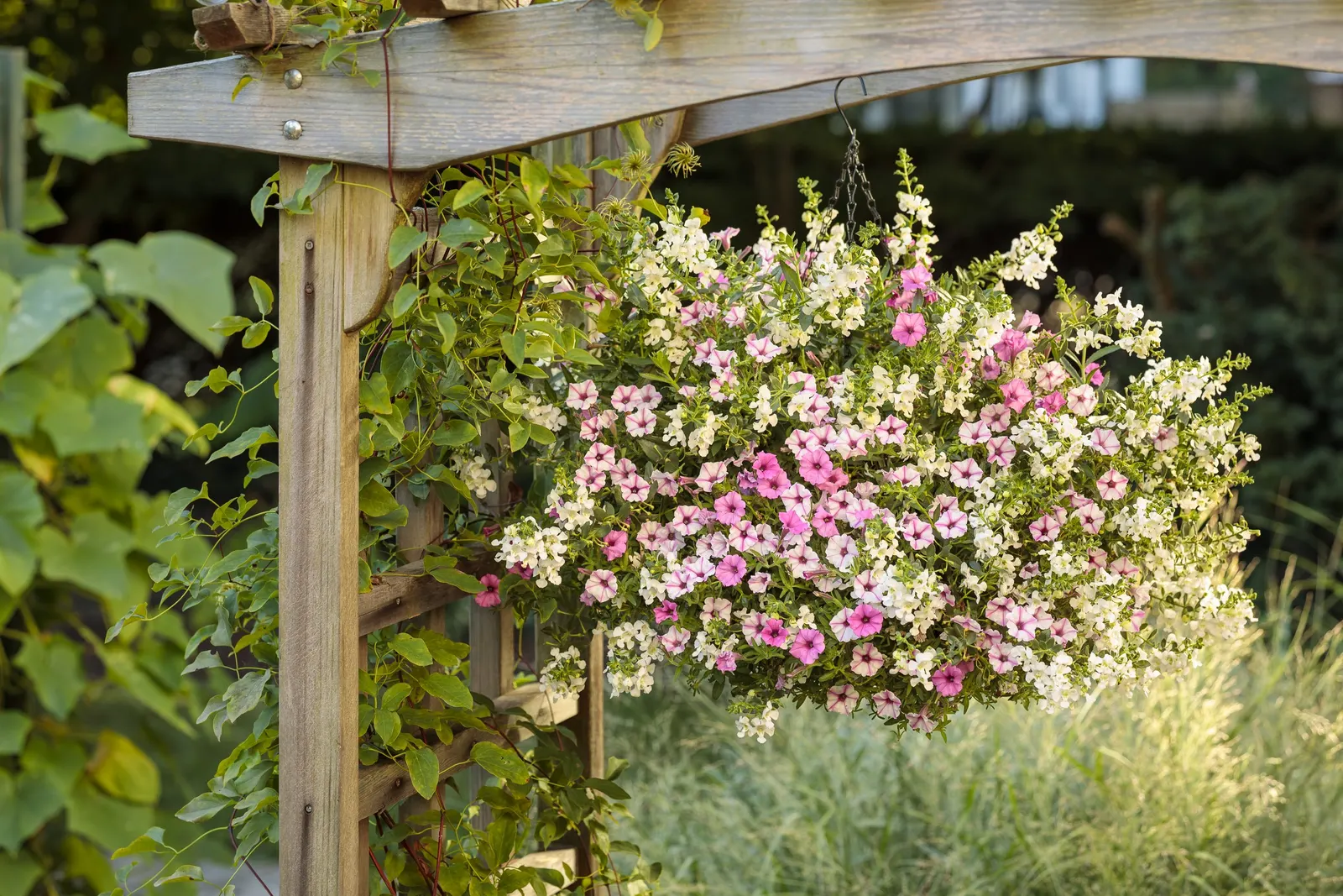 Pink Star Petunia — The flowers have a luminous