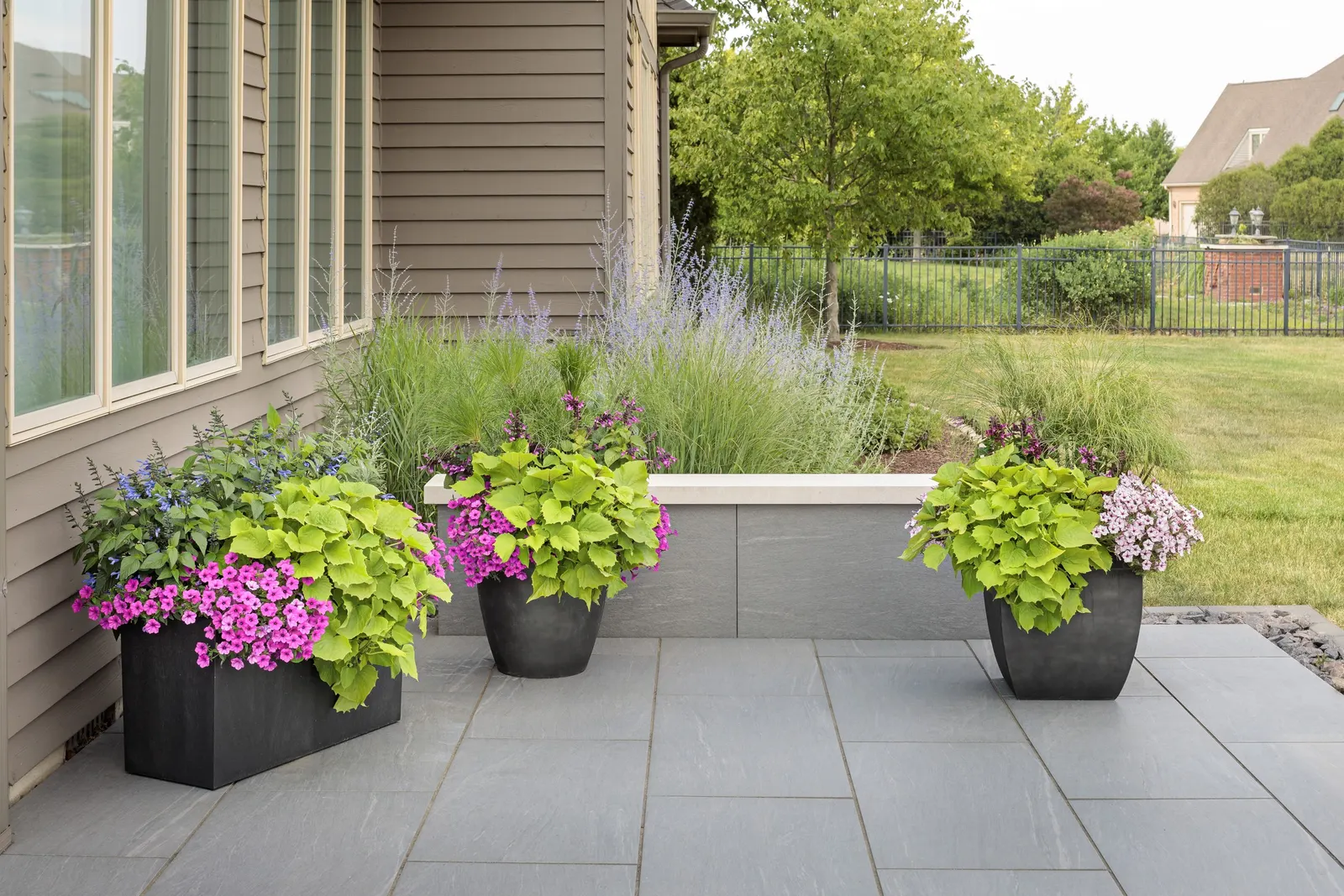 Pink Star Petunia — The flowers have a luminous; as a seasonal groundcover