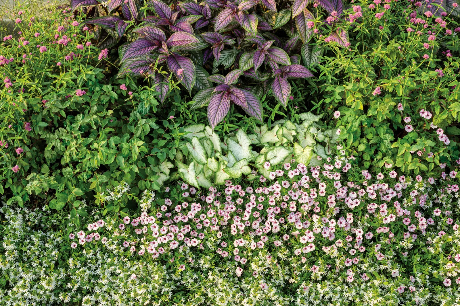 Pink Star Petunia — as a seasonal groundcover