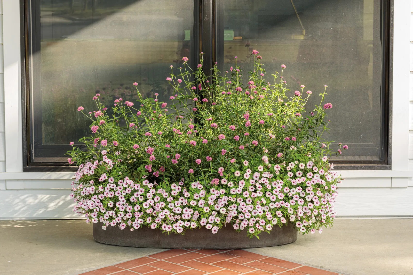 Pink Star Petunia — is a spirited annual from the Proven Winners® Supertunia® Mini Vista line; it is grown as an annual in most climates, with perennial