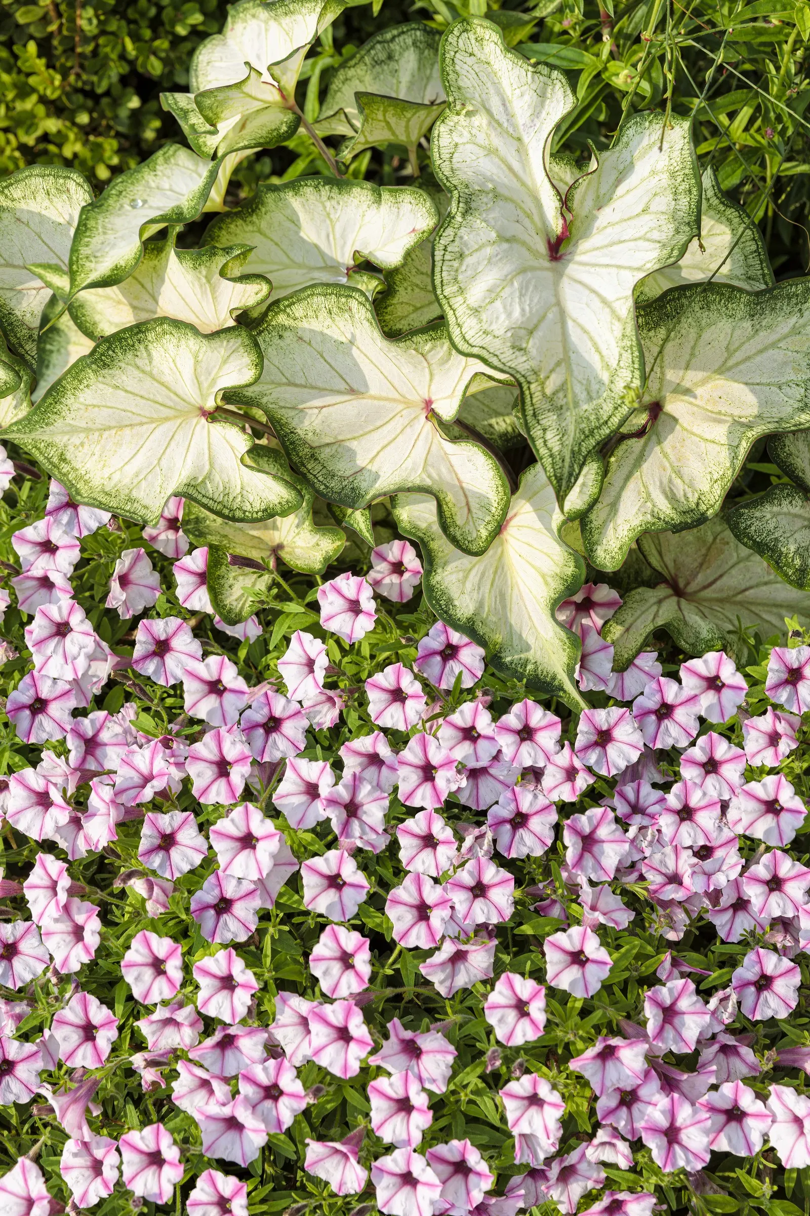 White Wonder Sun or Shade Caladium (Caladium hortulanum) — Its upright habit gives the plant a poised; and deadheading is unnecessary
