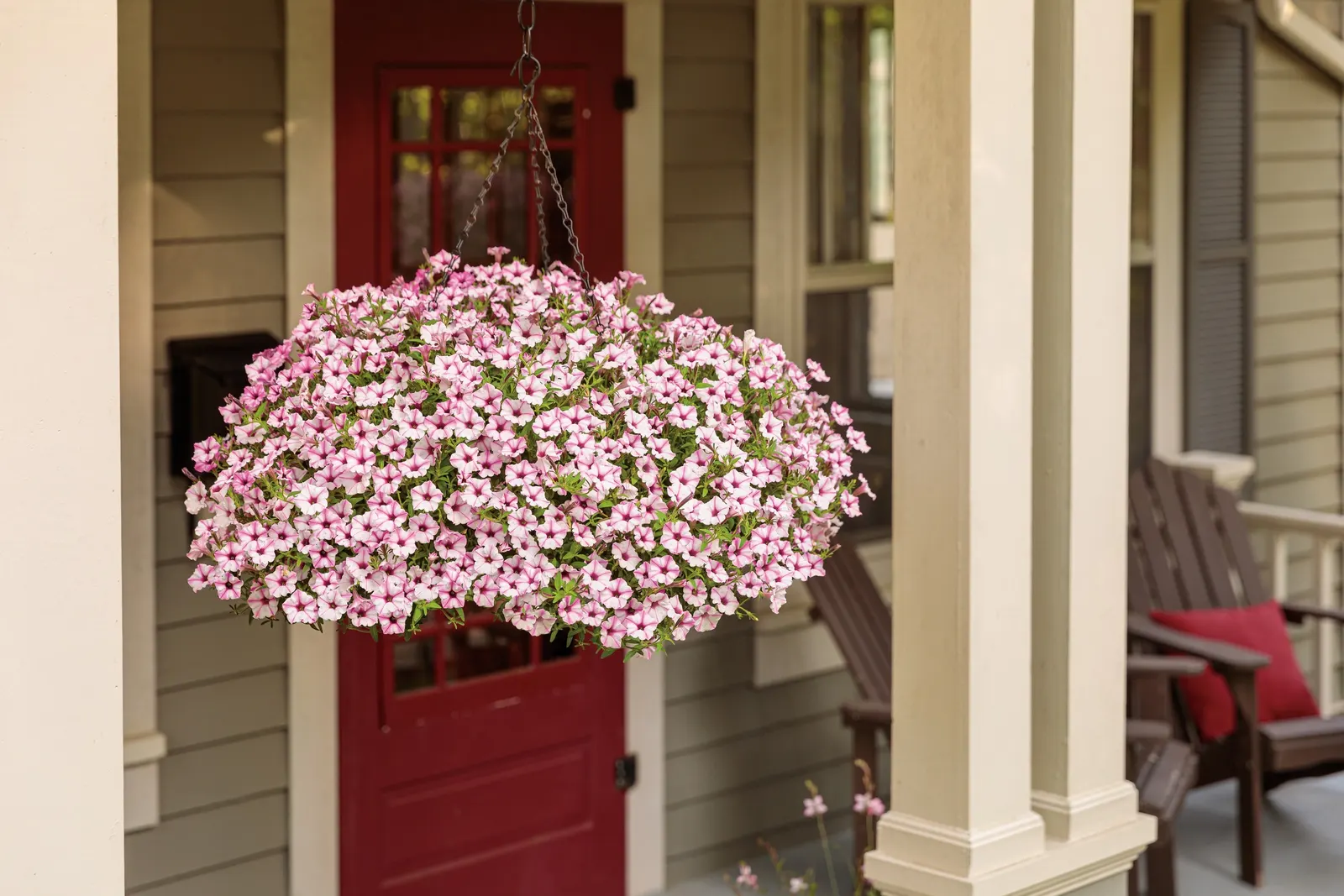 Pink Star Petunia — It grows 6-12 inches tall and spreads 18-24 inches, blooming from planting to hard frost