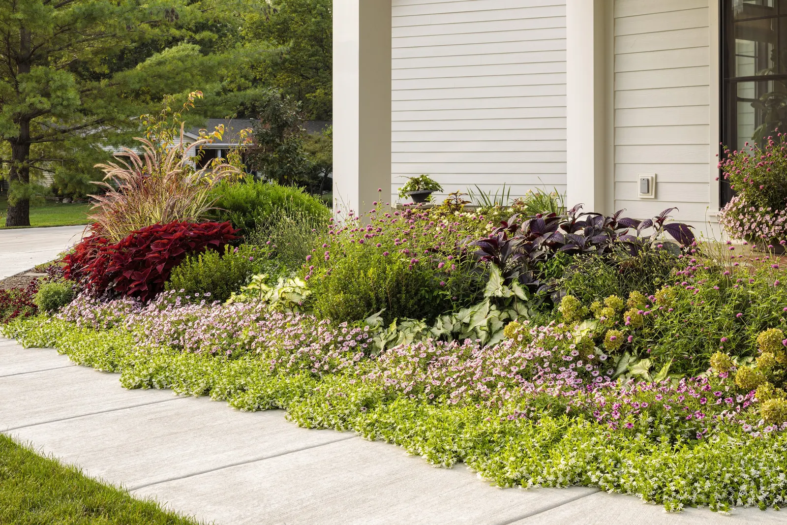 Pink Star Petunia — From planting until hard frost; commonly referred to as Pink Star Petunia