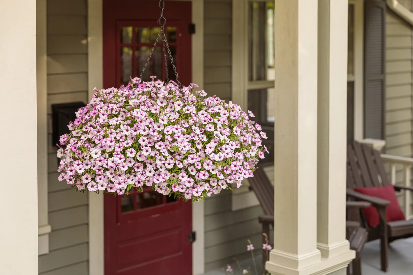 Pink Star Petunia — It is grown as an annual in most climates, with perennial hardiness limited to USDA Zones 10a through 11b