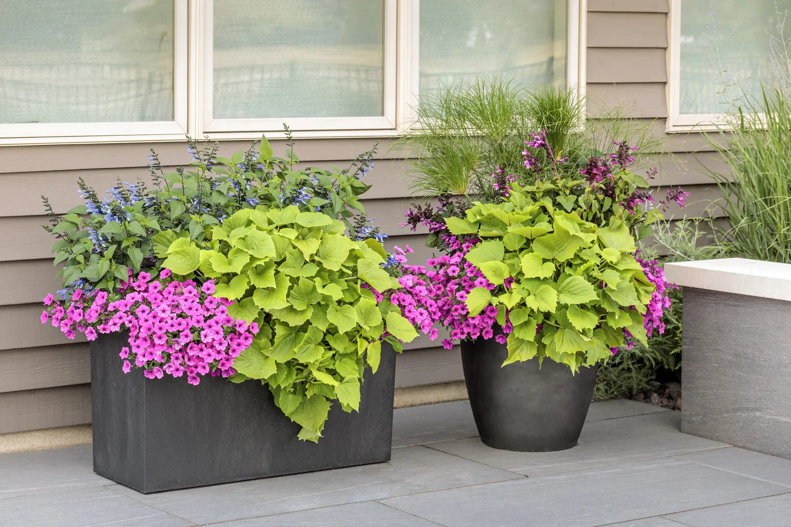 Pink Star Petunia — well-drained soil is suitable; the flowers have a luminous