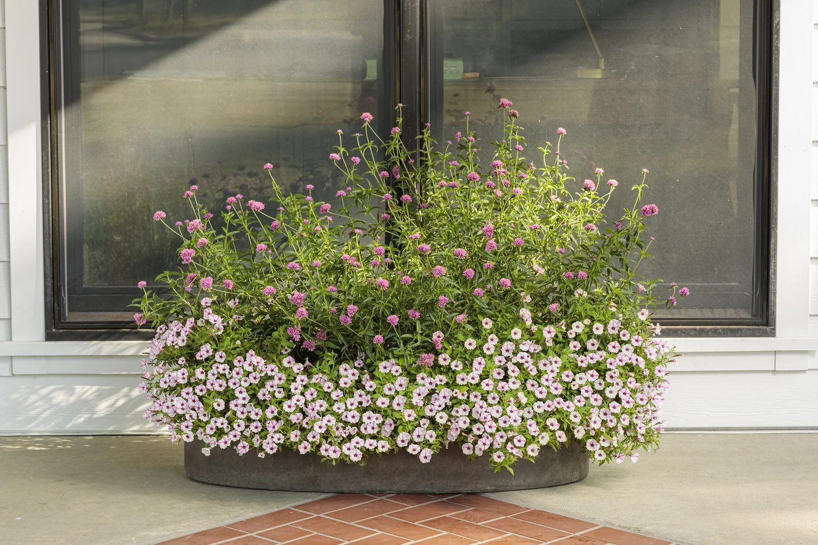 Pink Star Petunia — cheerful effect that feels polished without being formal.<br><br>Pink Star Petunia develops a mounding