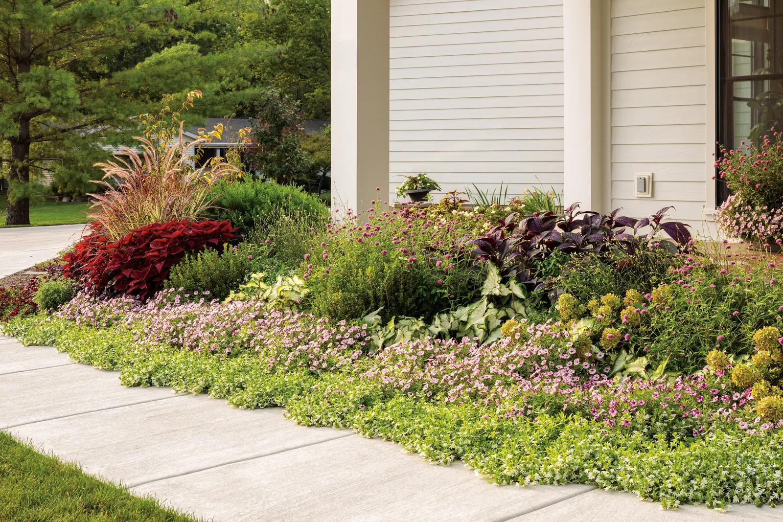 Romance Verbena — especially striking with bright whites