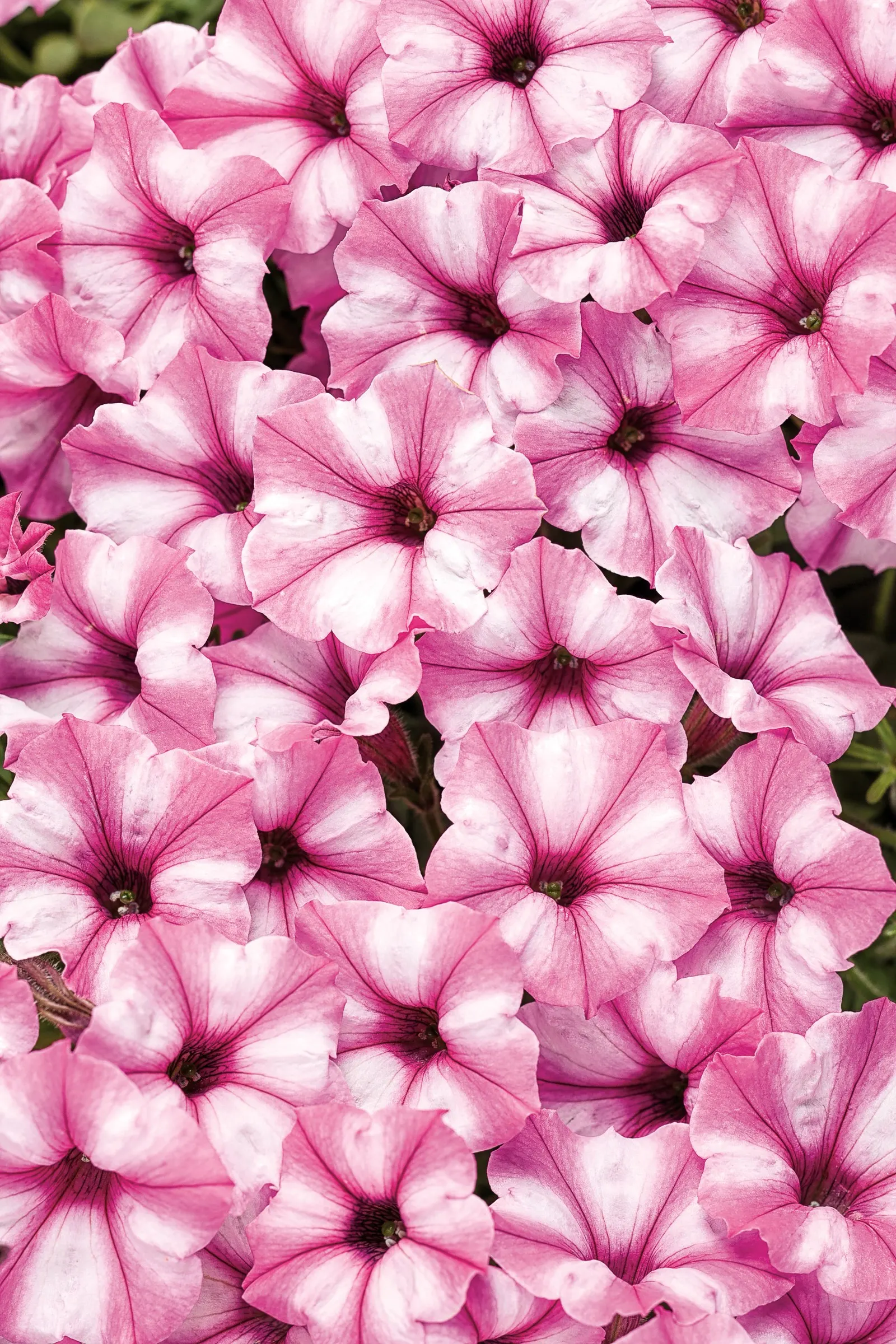 Pink Star Petunia — is a mounding-trailing annual with white flowers marked by a cameo-pink star and fresh green foliage