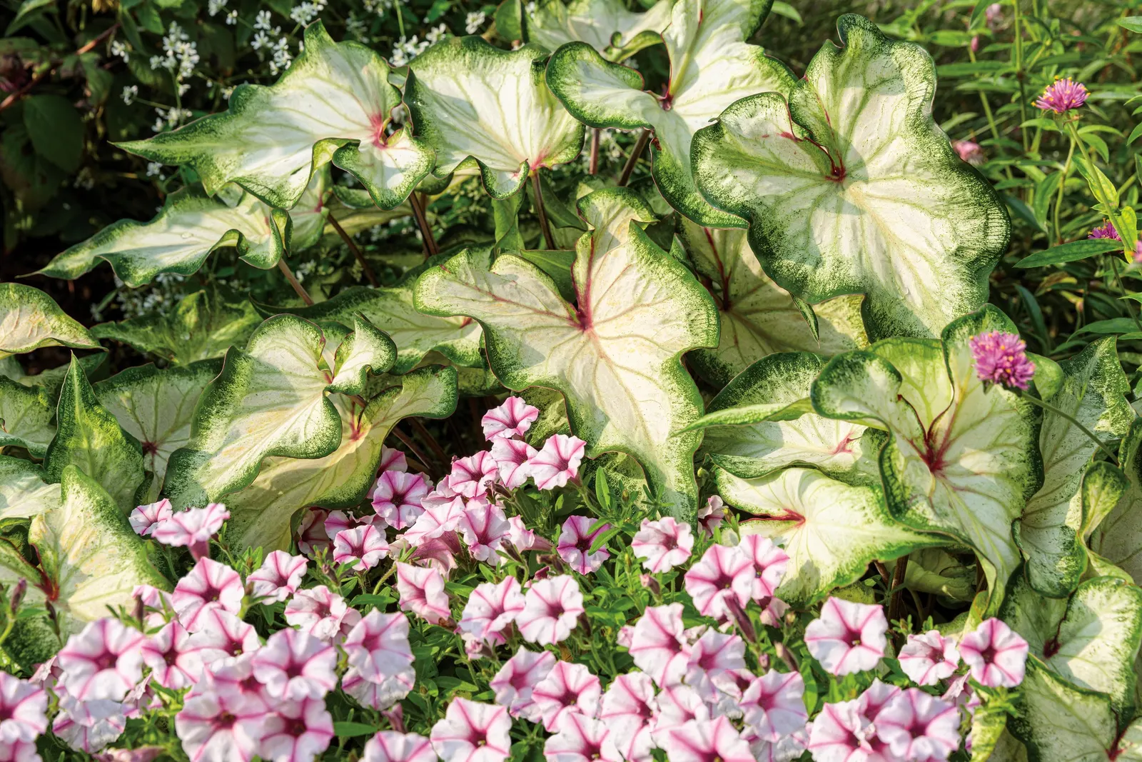 Pink Star Petunia — the plant can appear almost entirely covered in flowers